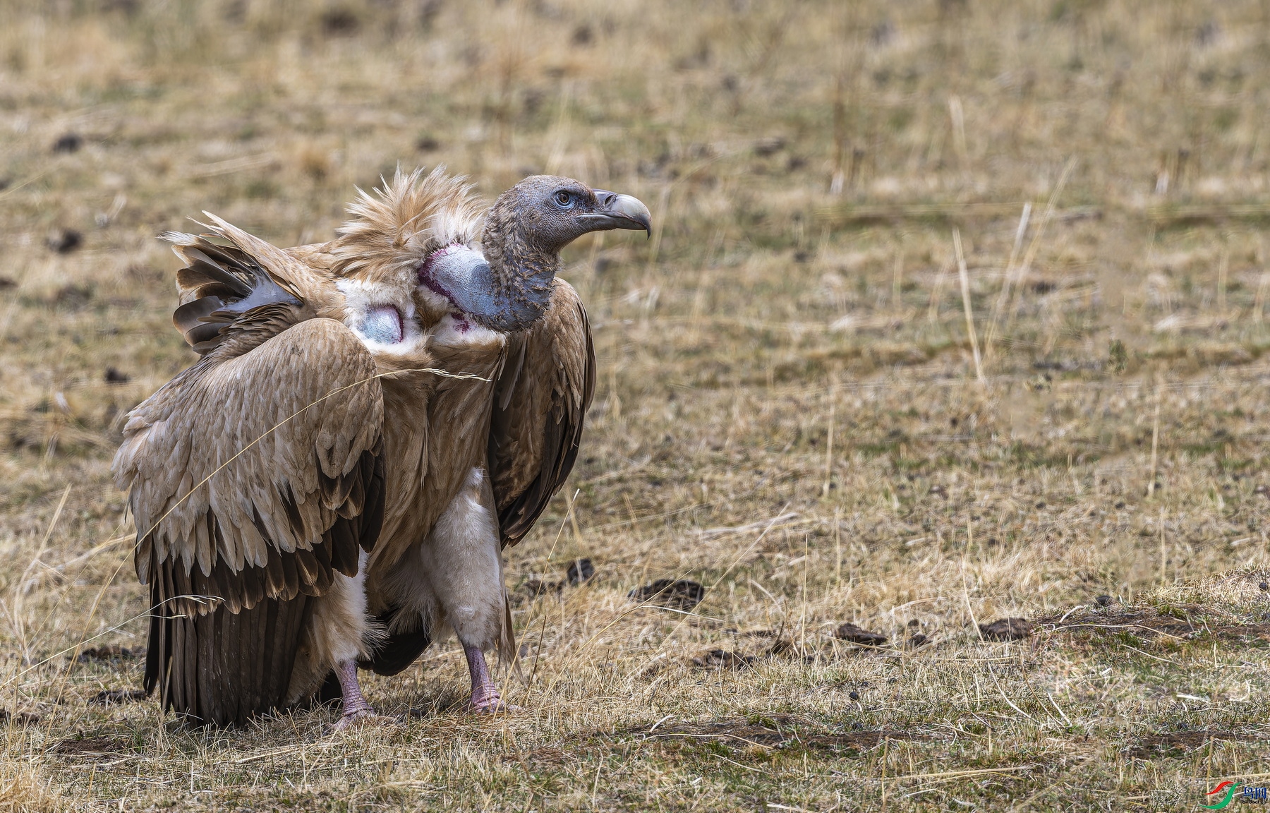 ��ɽأ�� (1657)-1.jpg