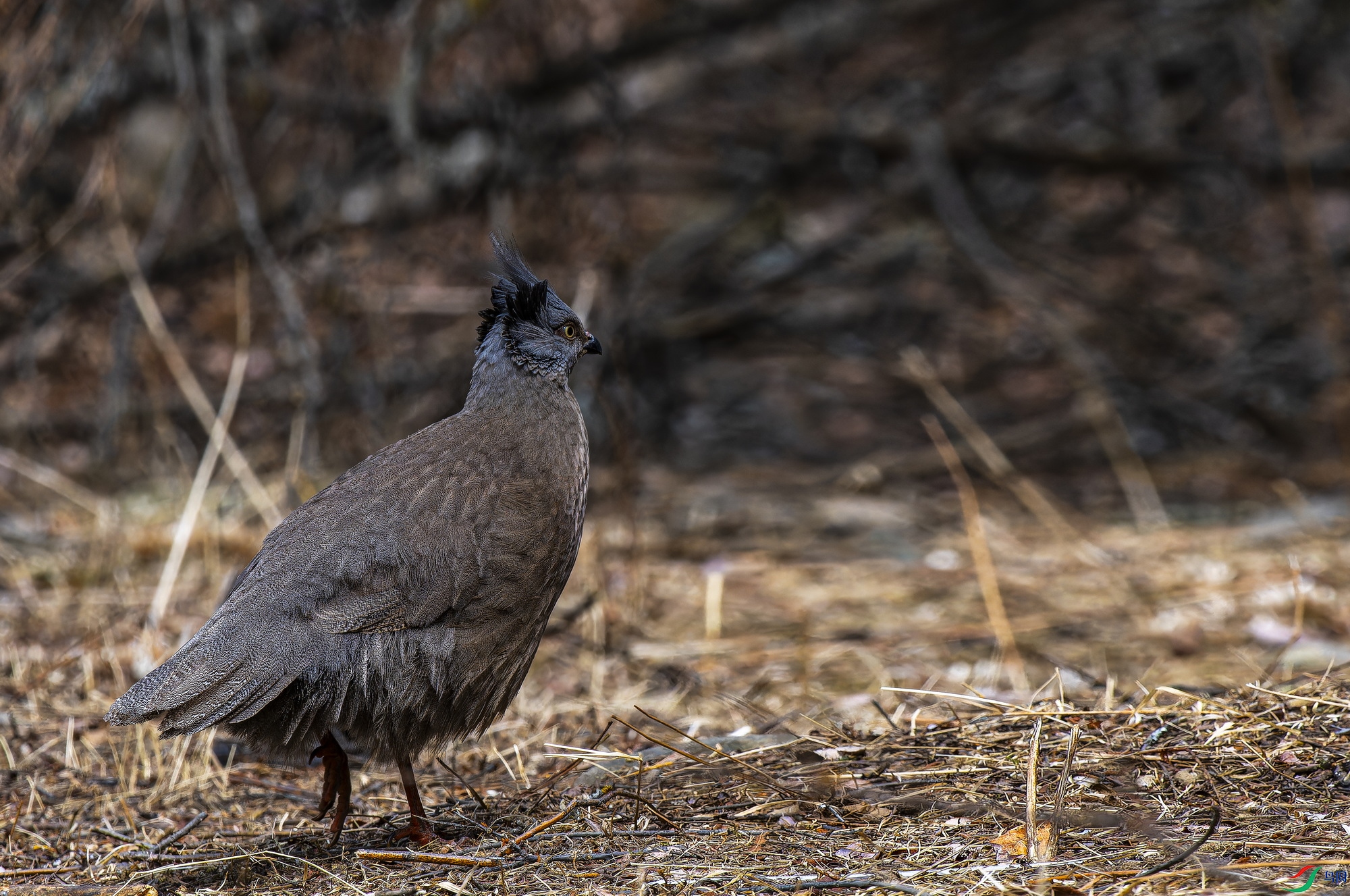 Ѫ�� (2046)-1.jpg