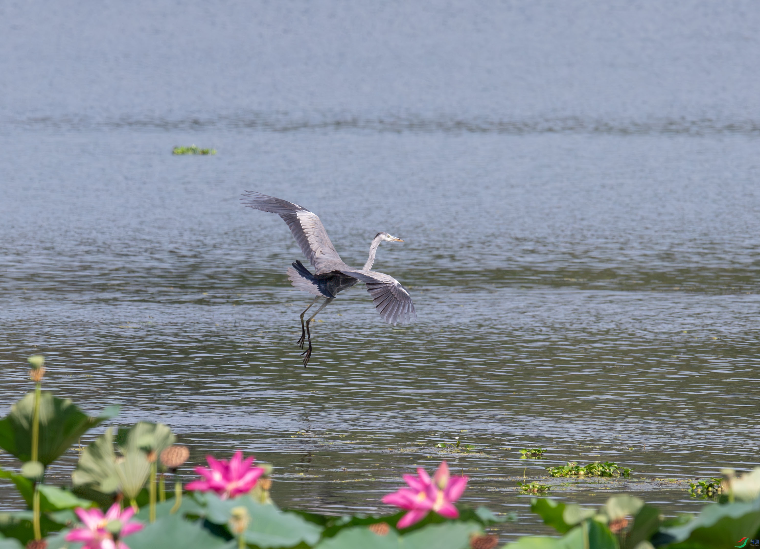 DSC_5732.jpg