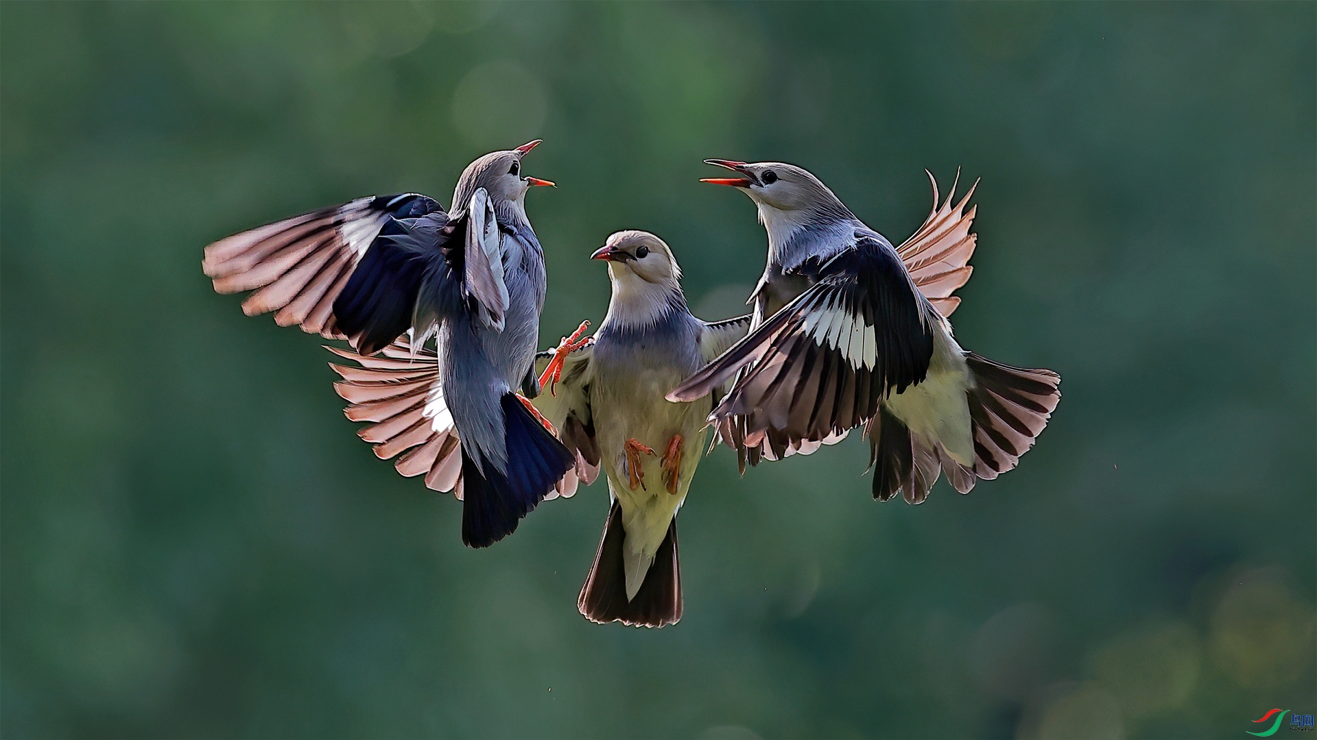 conciliation.jpg