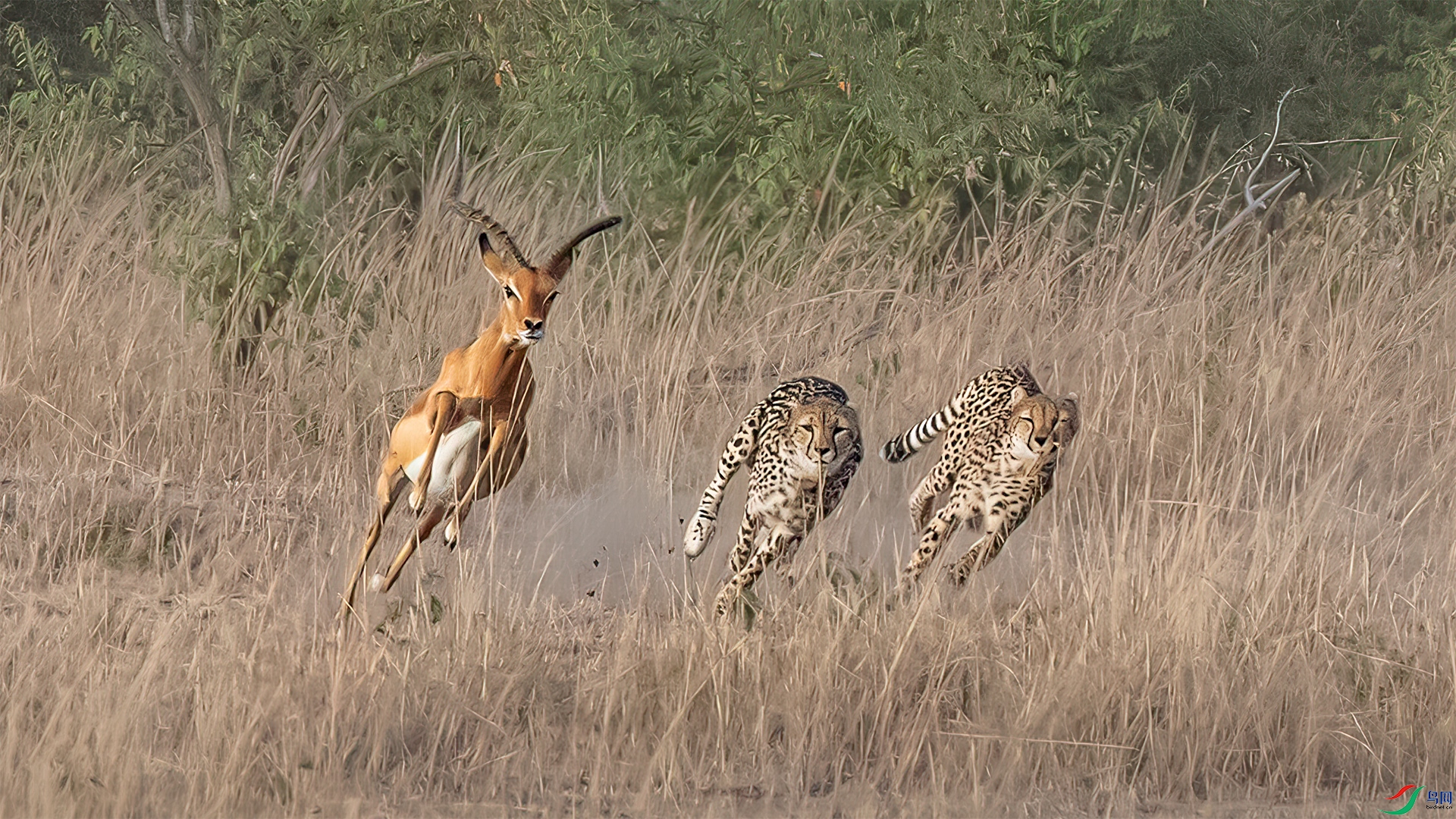 Two cheetahs catch antelope.jpg