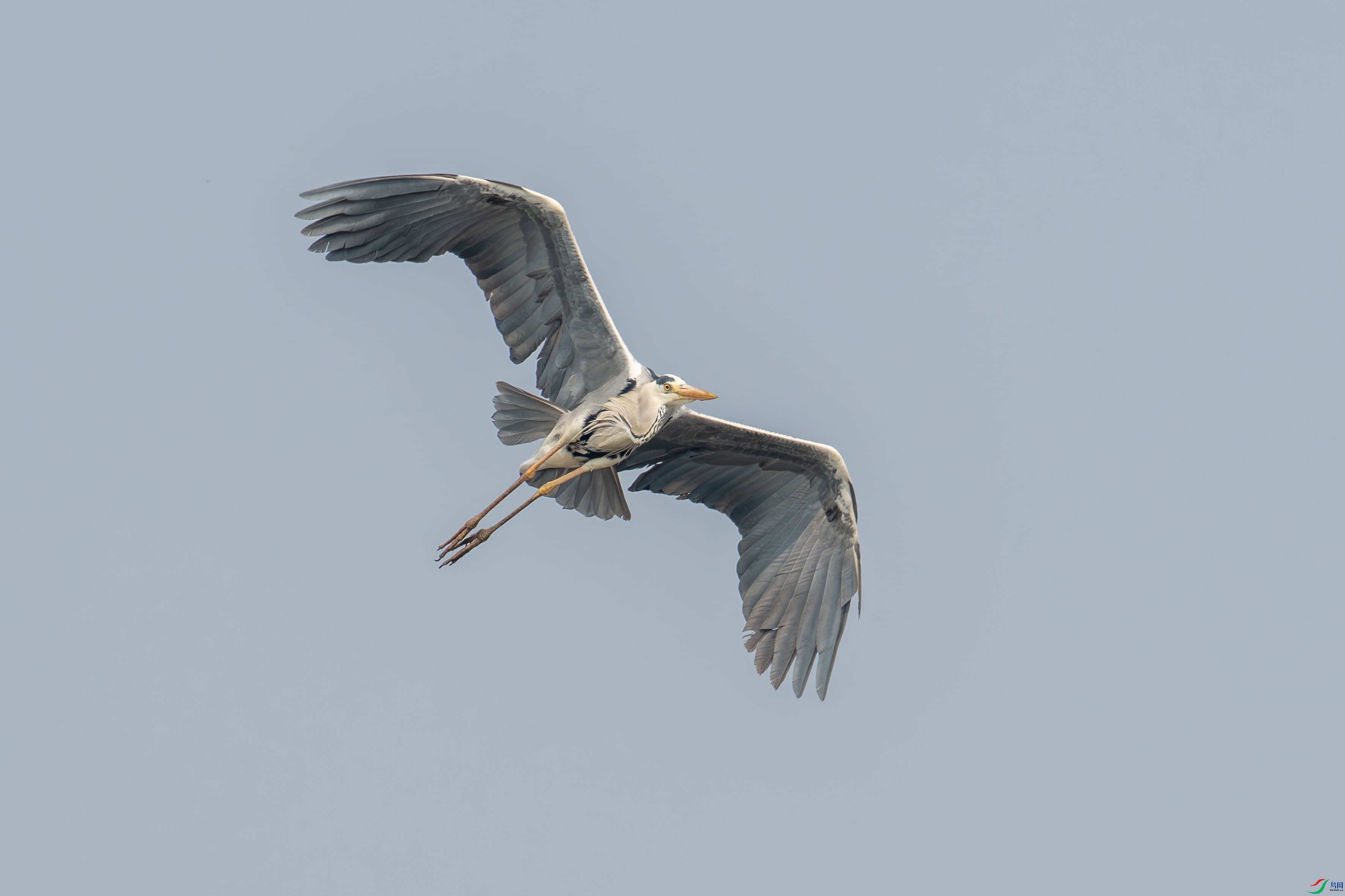 DSC_8541.jpg