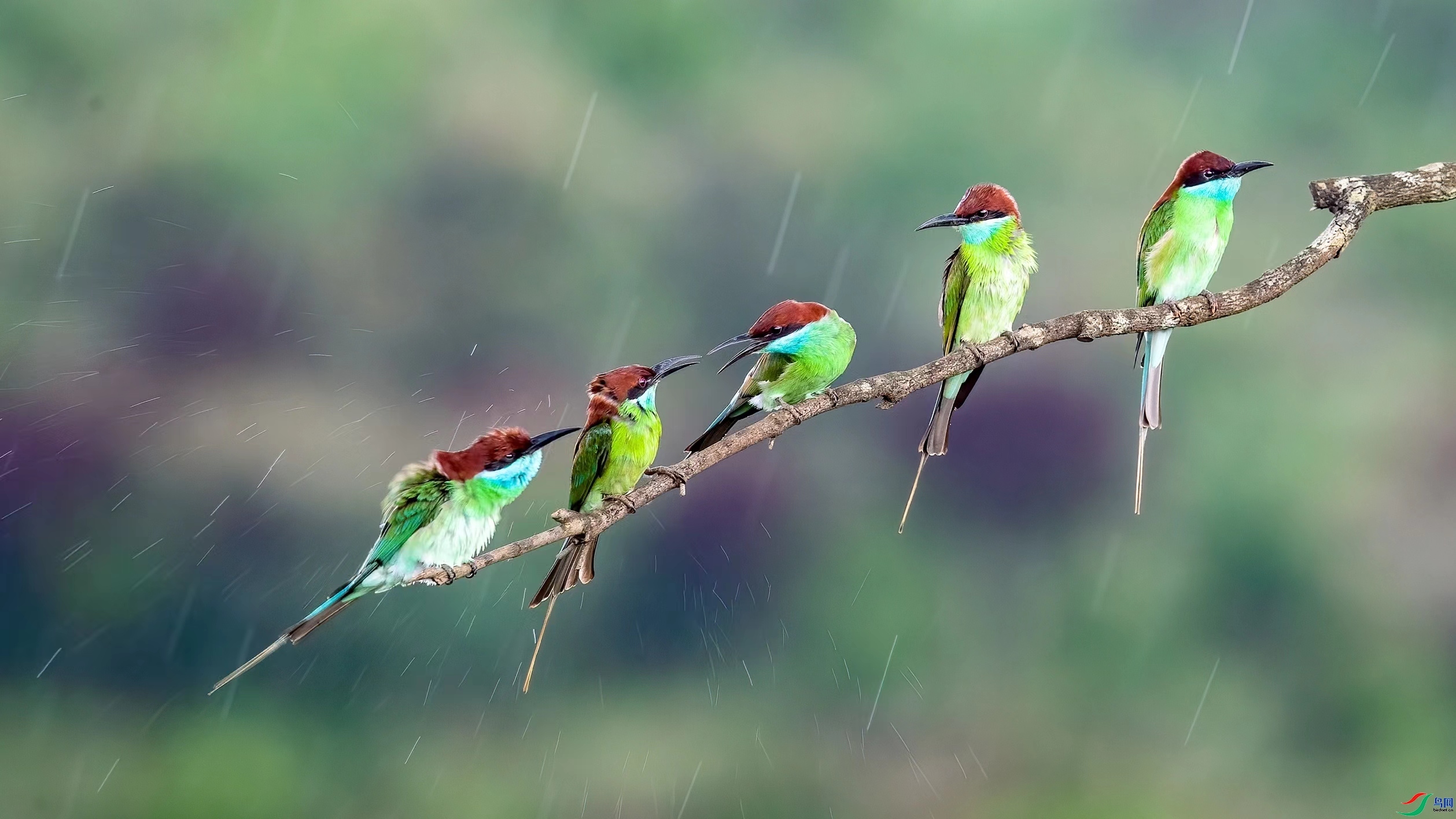 Birdsong on rainy day.jpg