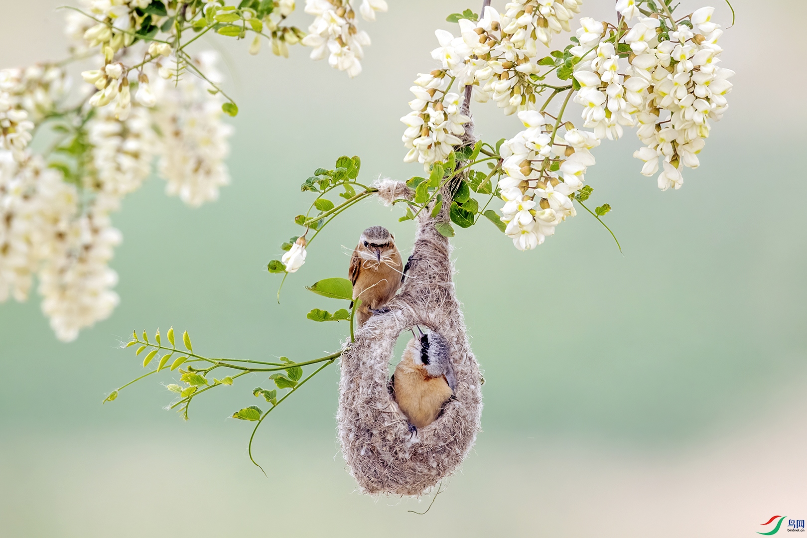 Build a love nest together.jpg