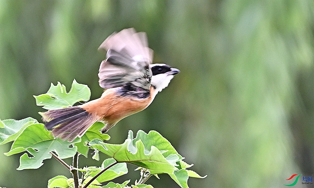 DSC_9926.JPG