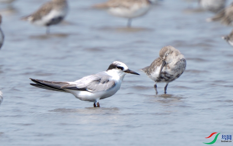 DSC09806 ����.jpg