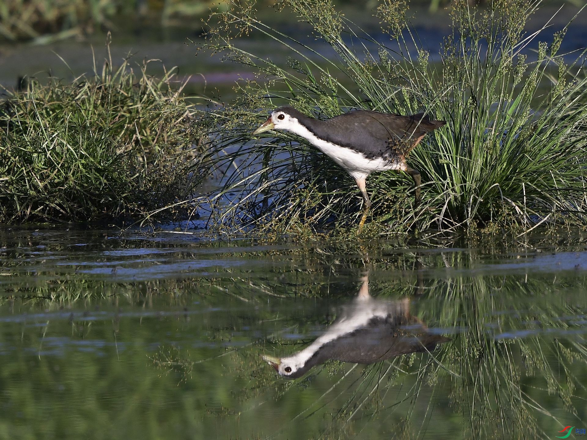 _D5D0472.jpg
