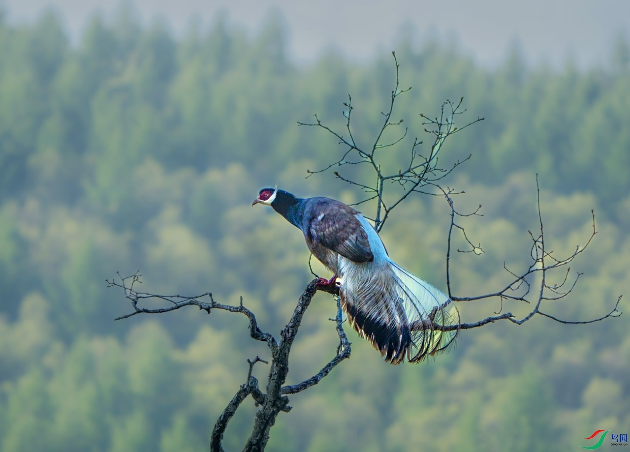 DSC00403-����ǿ ����.jpeg