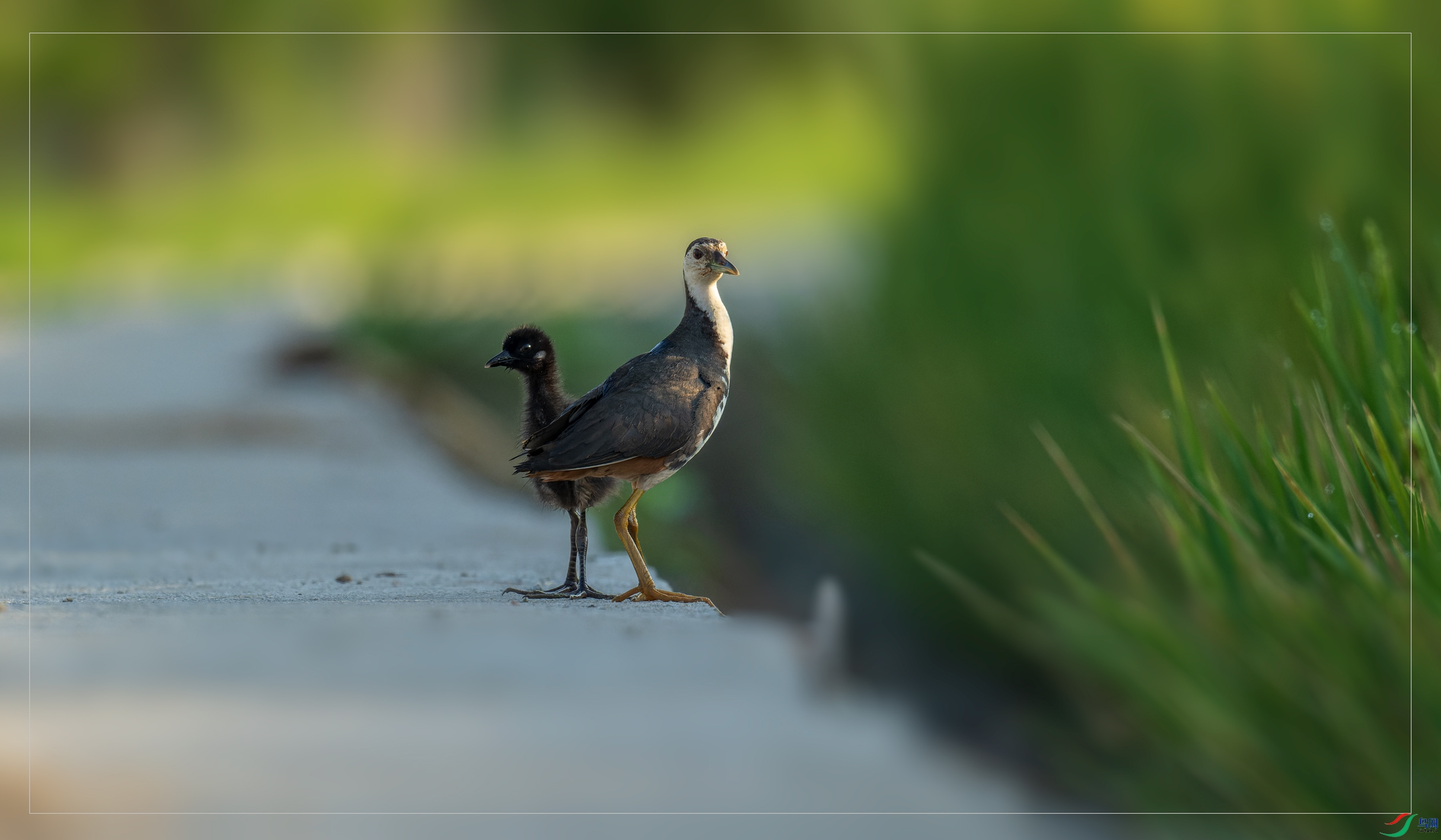 ���Ż���