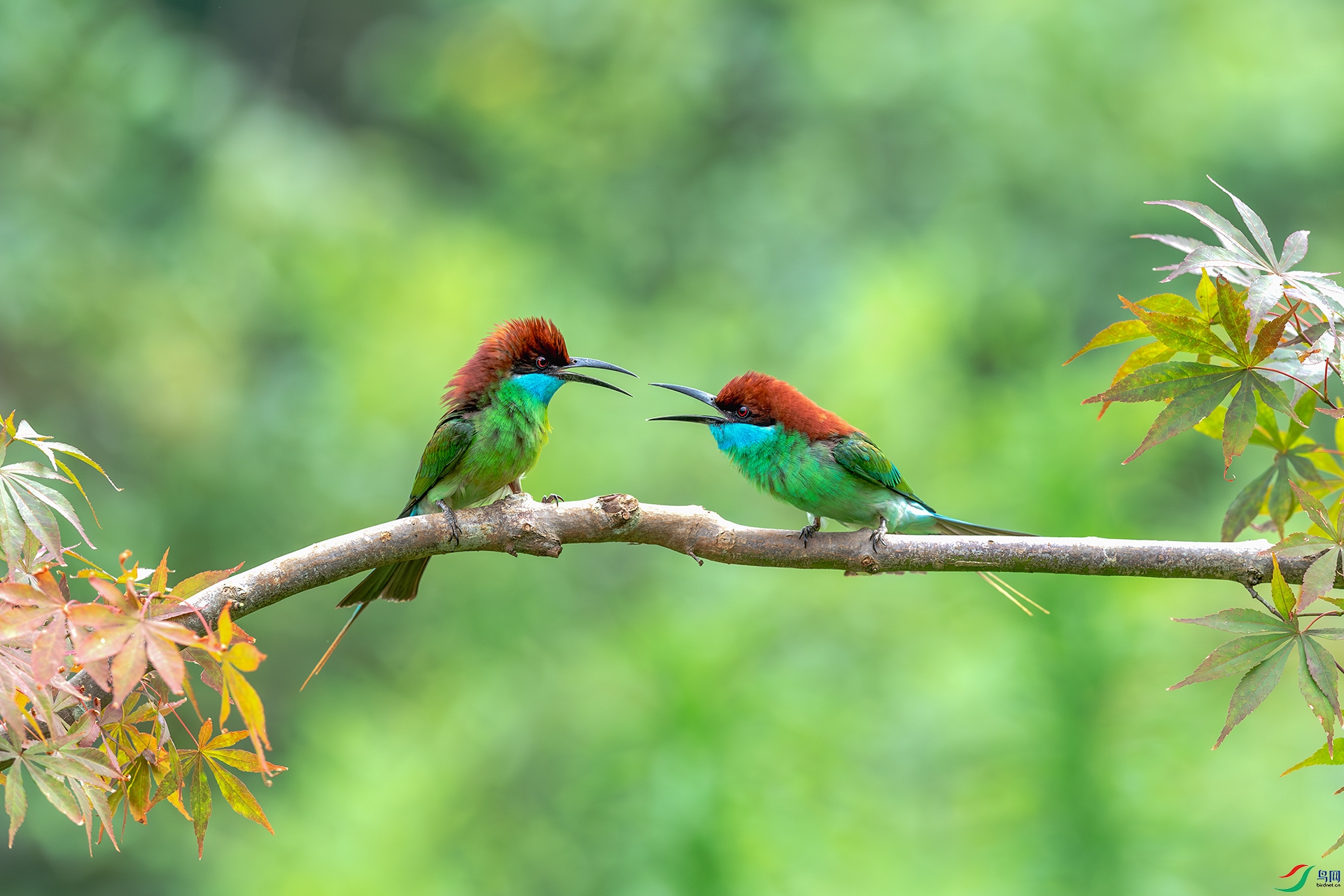 20240908֦ͷ���� .jpg