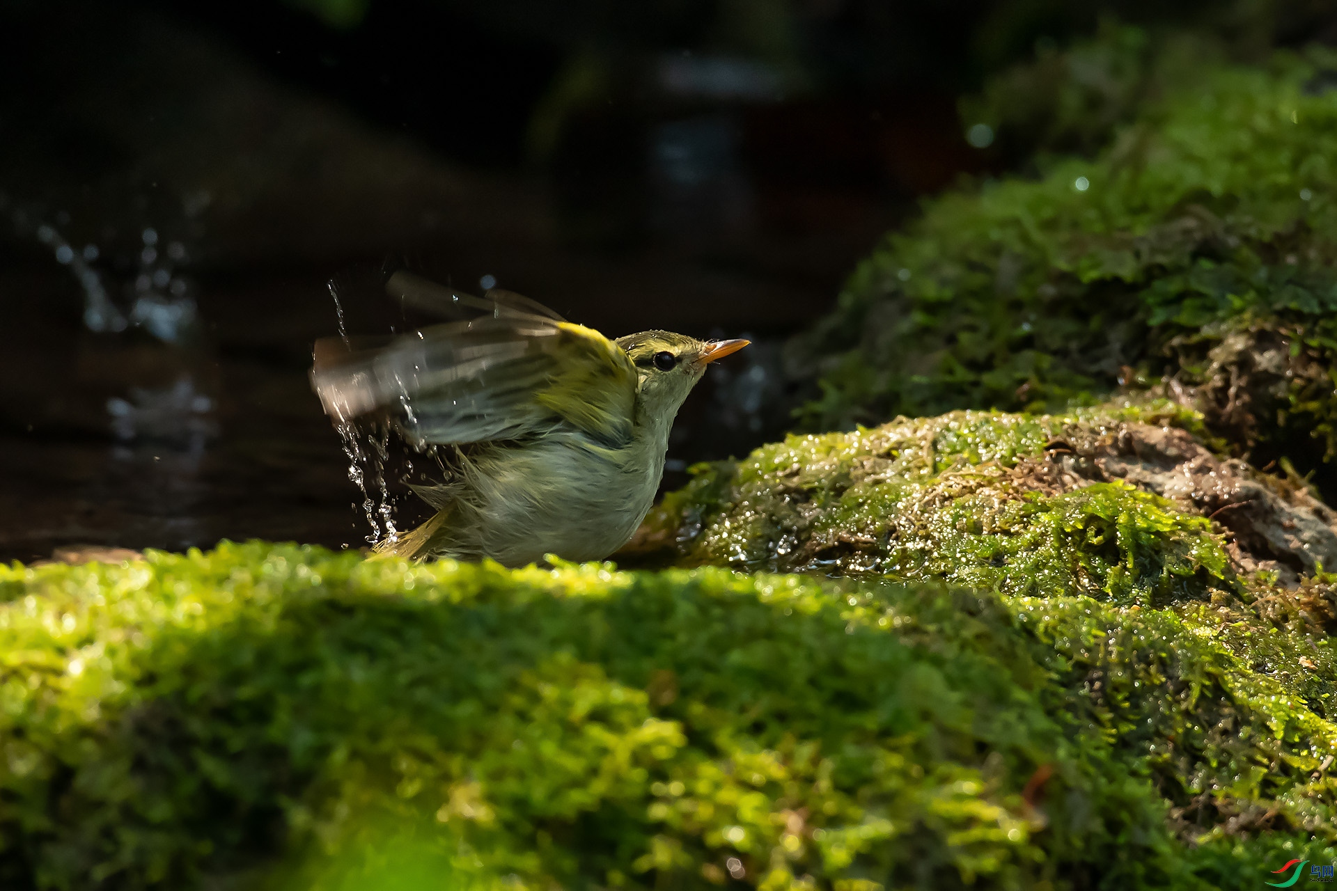 DSC_4506.jpg