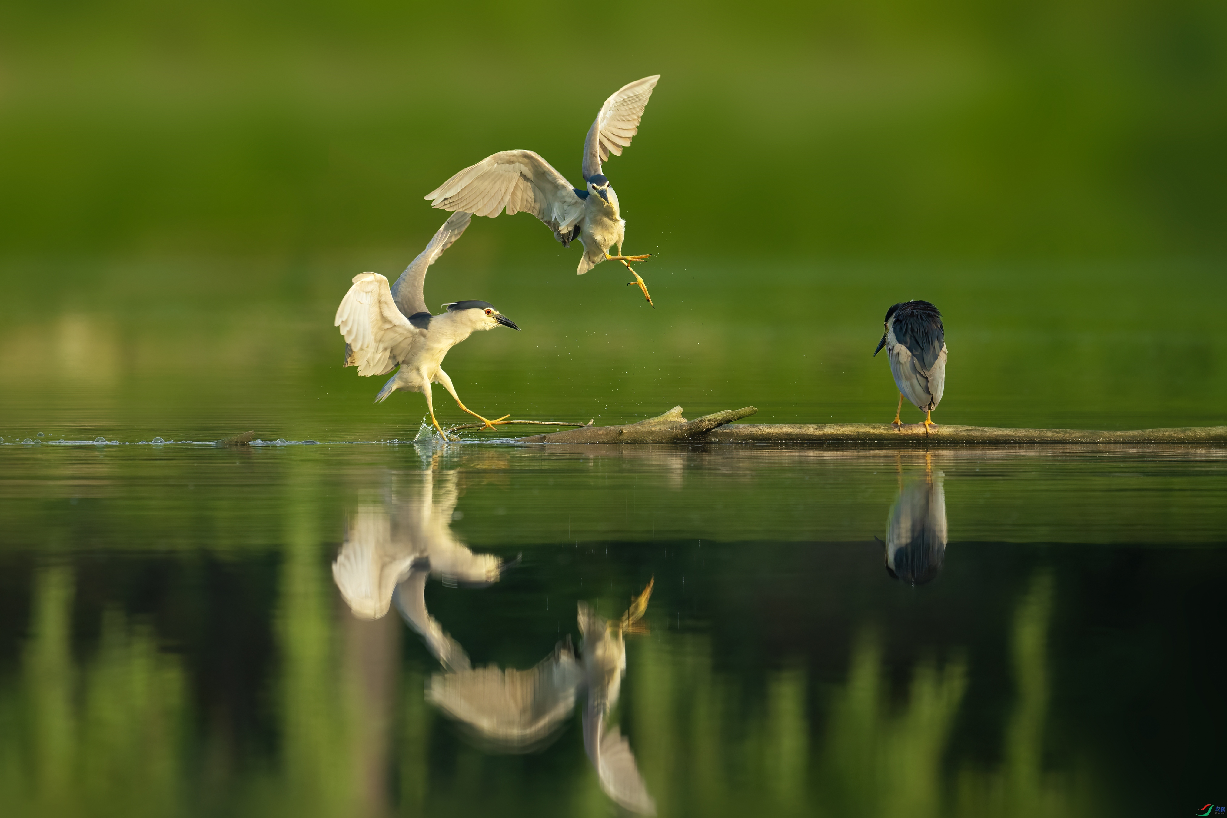 DSC09994 ����.jpg