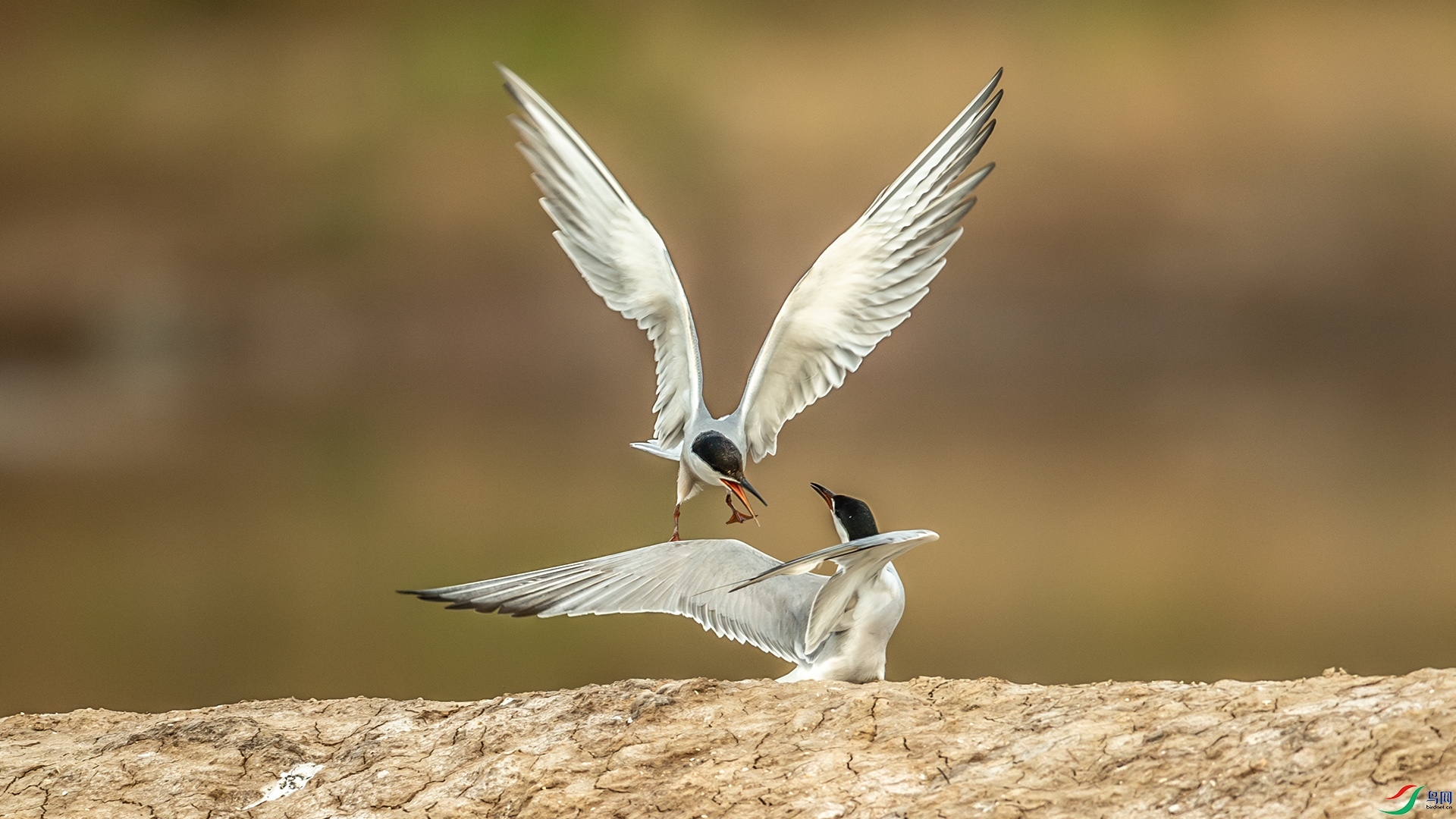 DSC_4527-����ǿ-NR.jpg