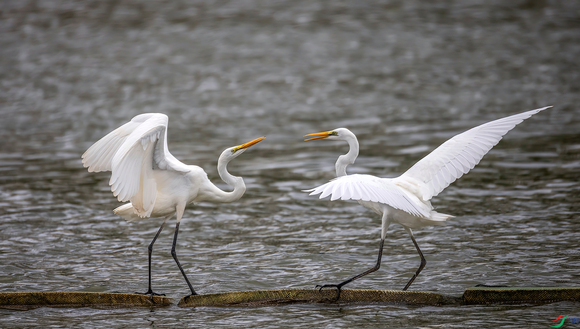 407A8966 ����-Sha----1 .jpg