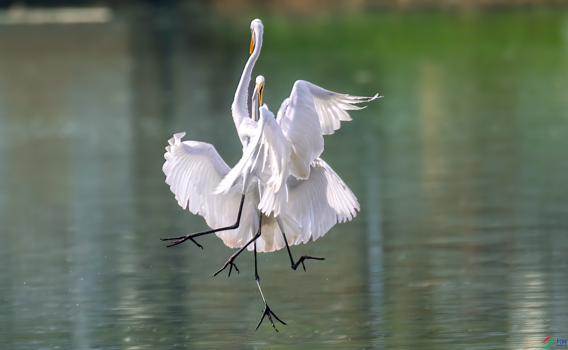 407A1203 ����-Sha----1 .jpg