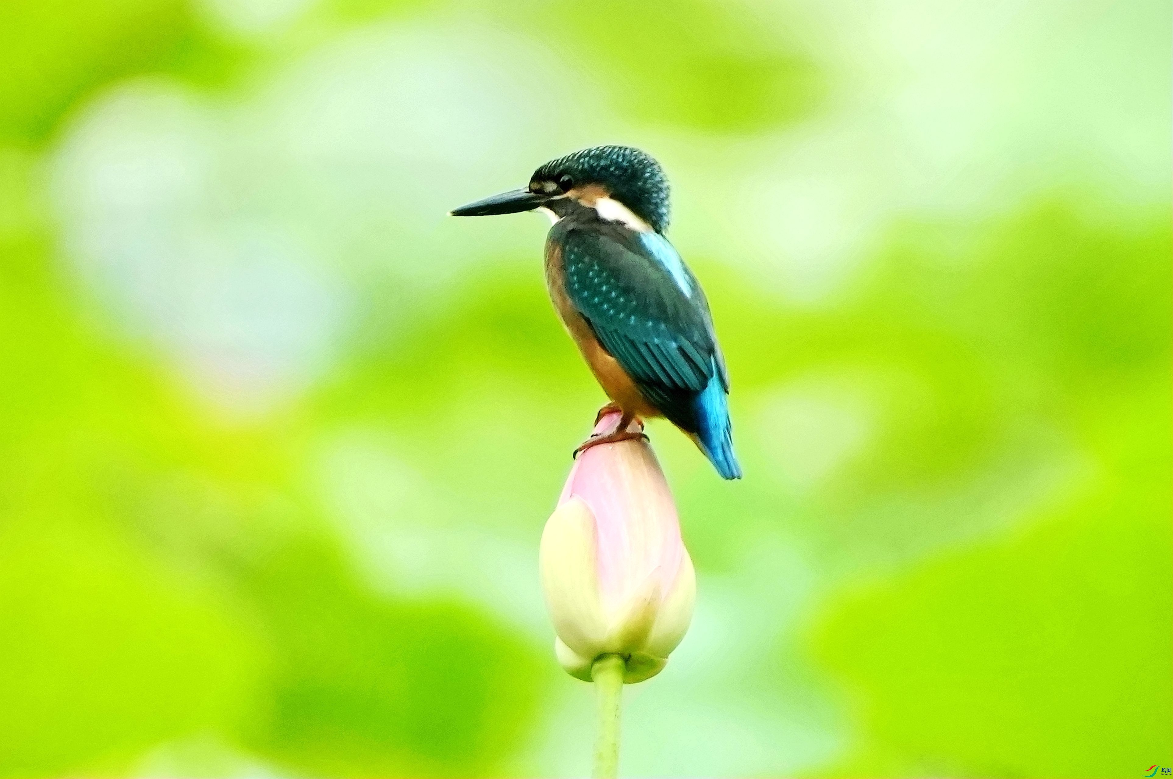 �����ɰ�ͷDSC05107_����.jpg
