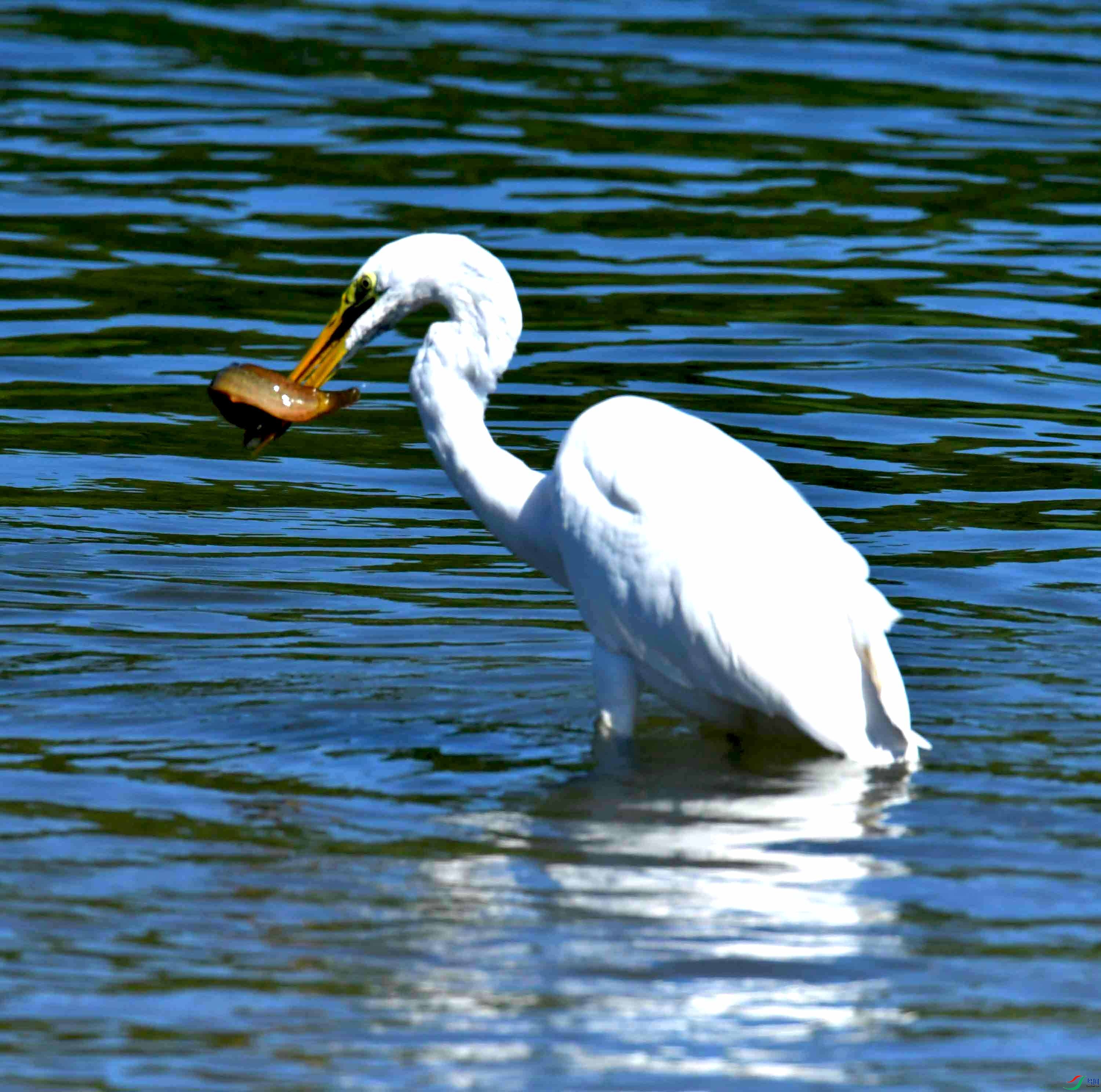 DSC_4448.JPG
