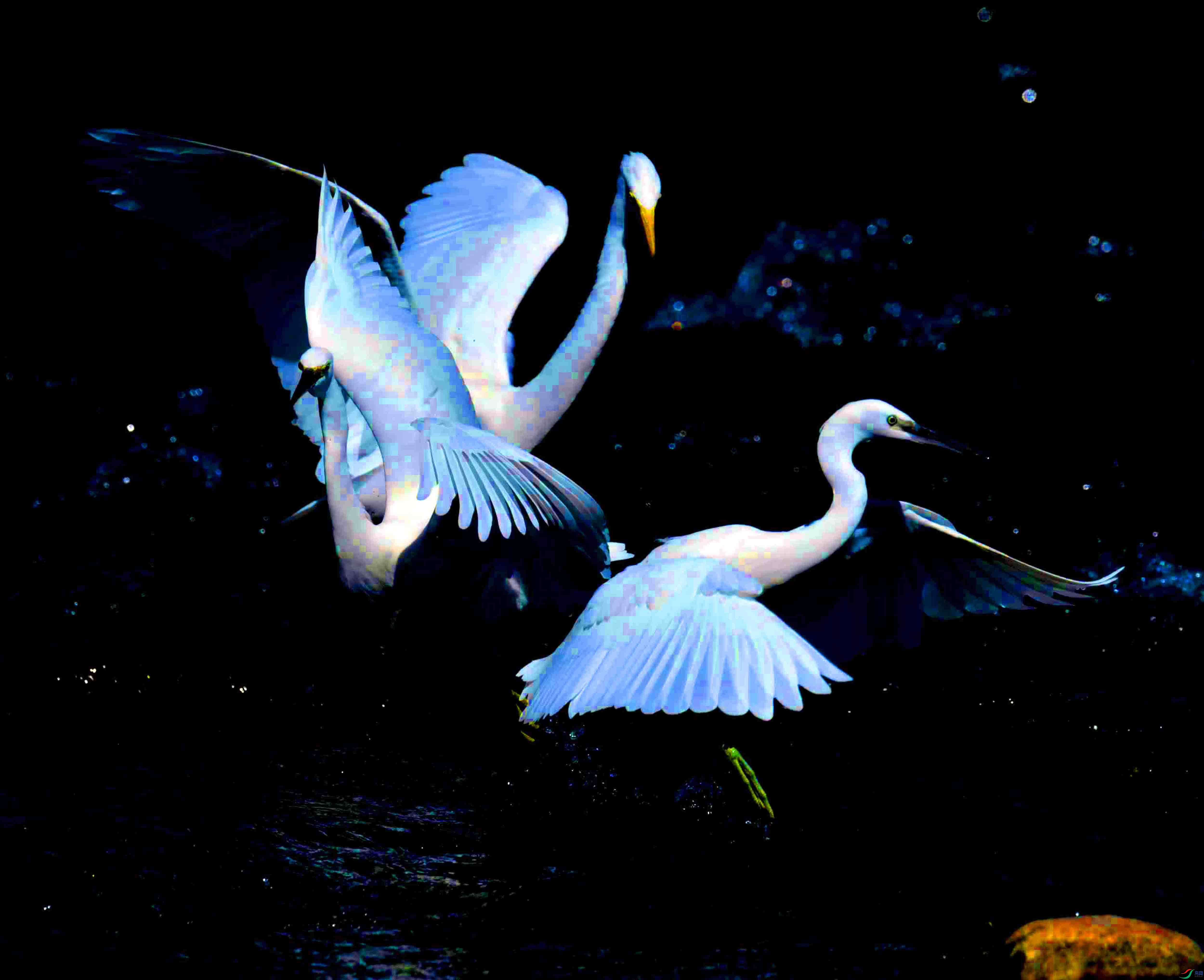DSC_4526.JPG