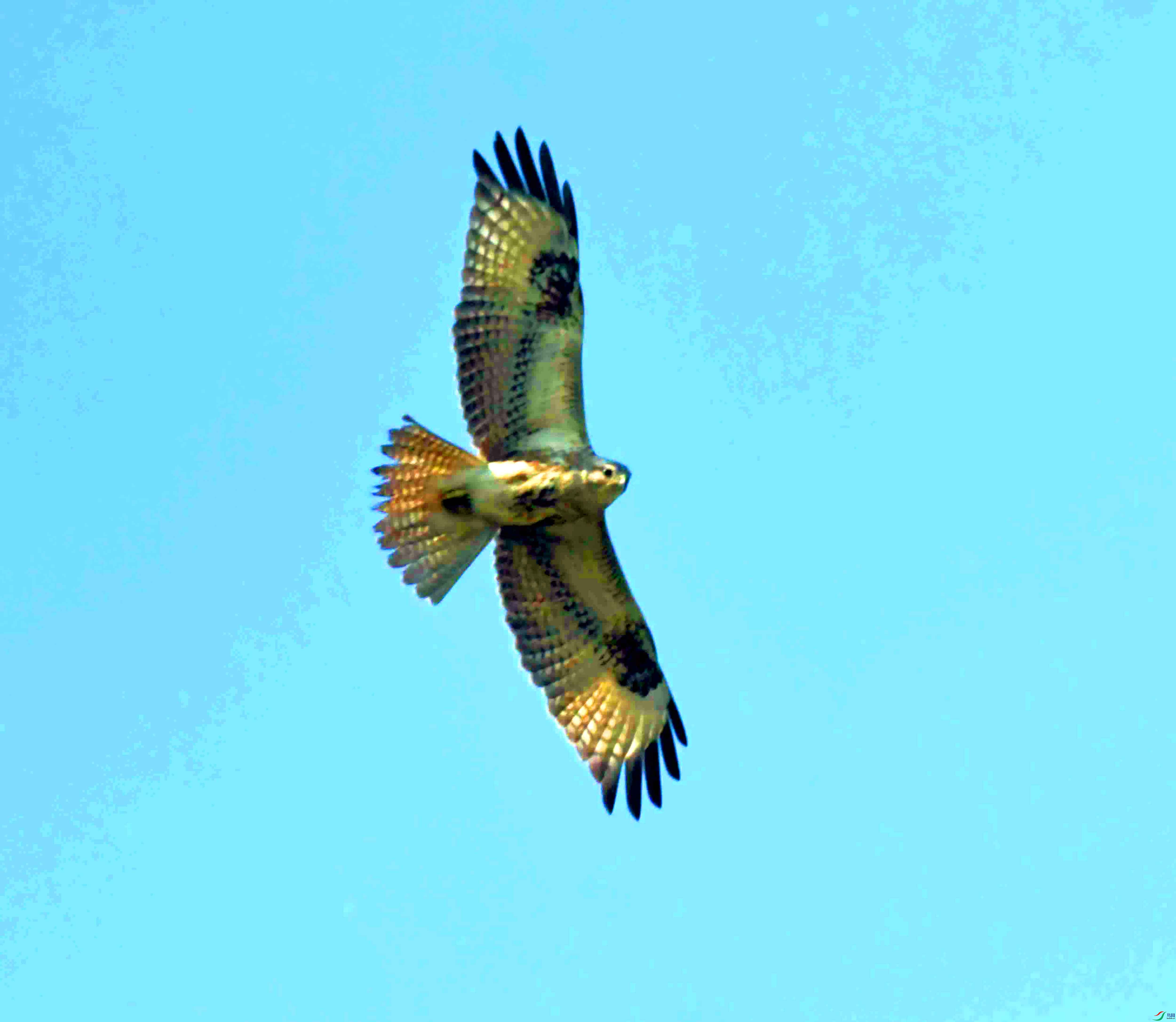 DSC_2442.JPG