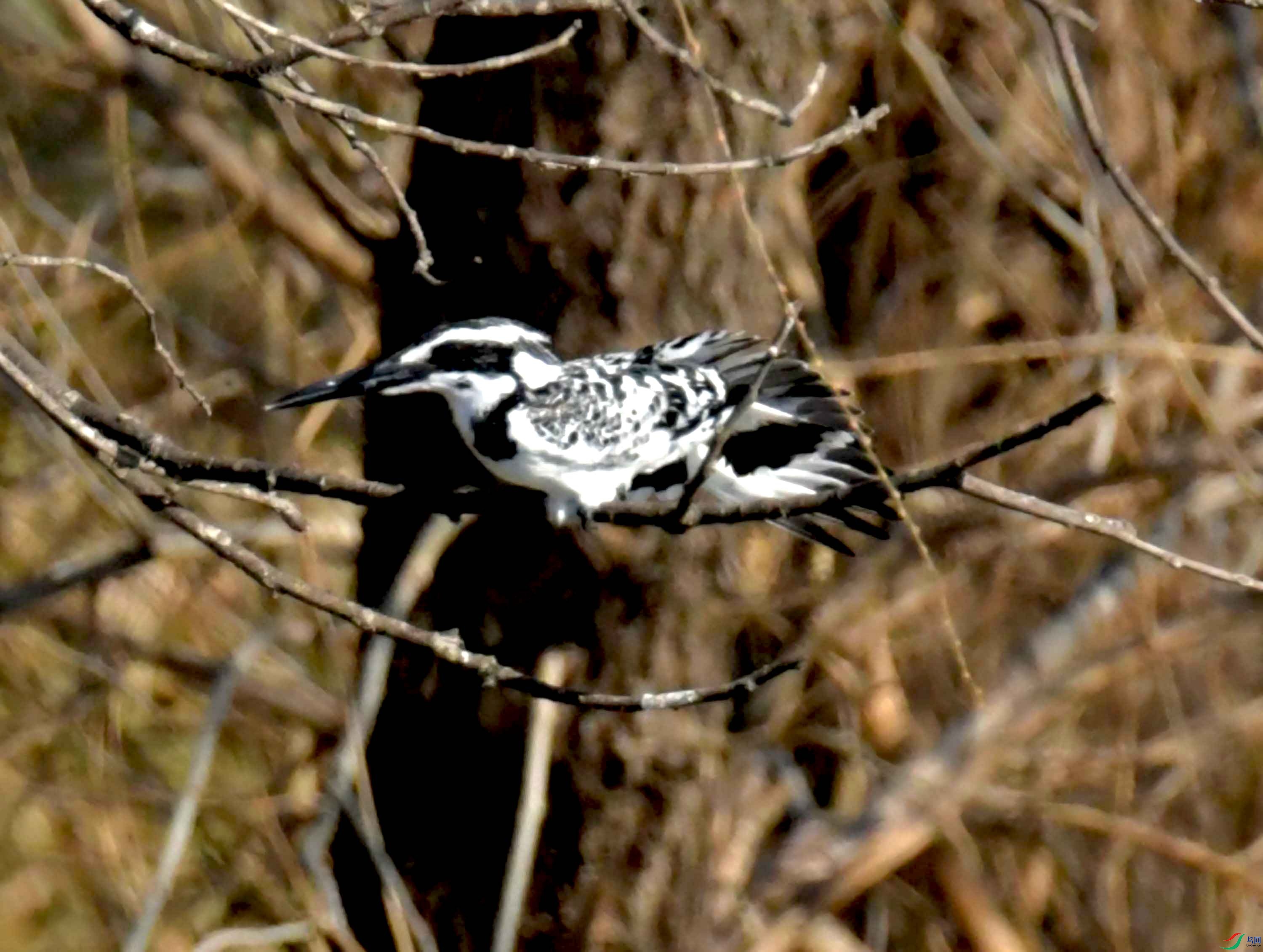 DSC_2806.JPG