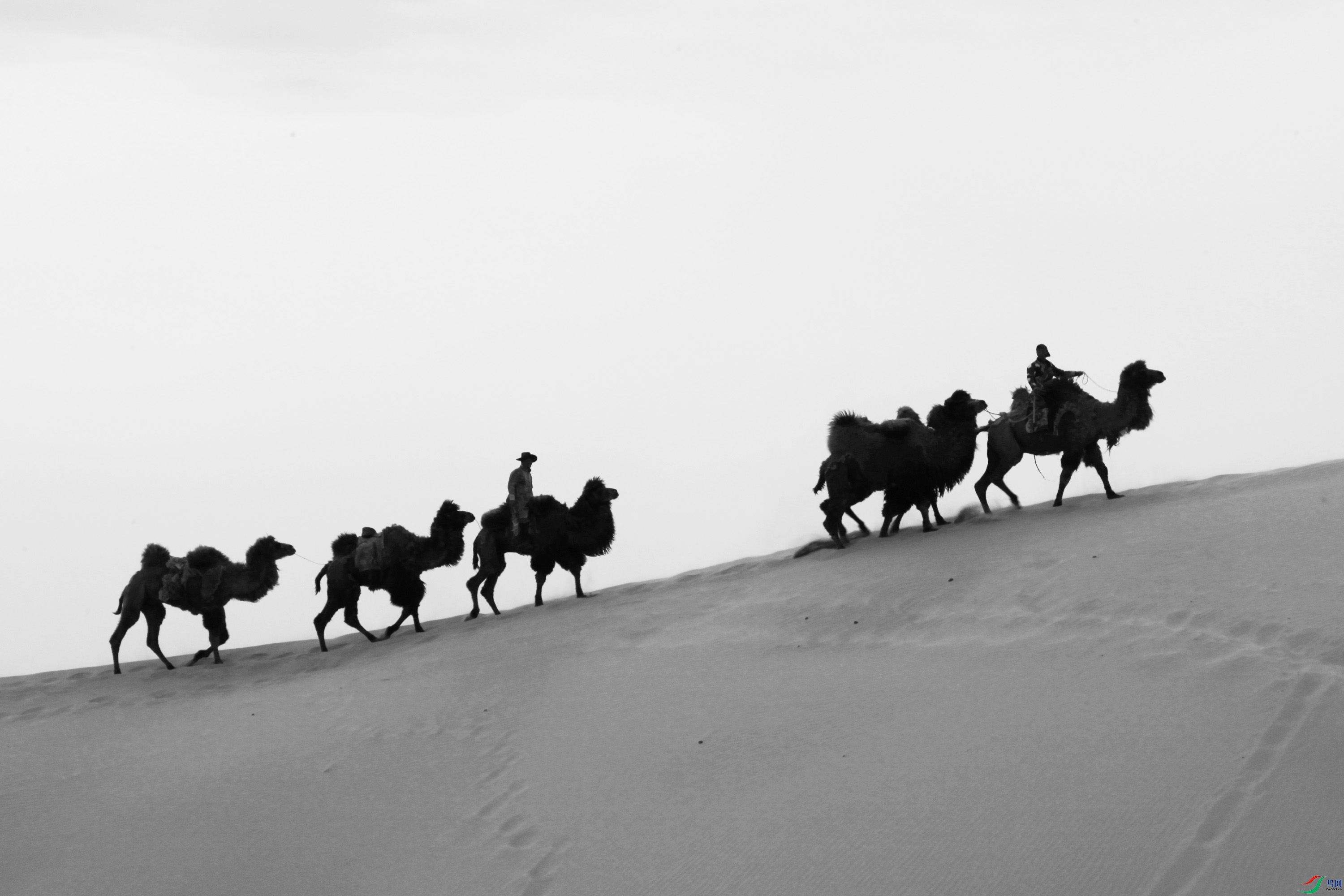 _MG_7995.JPG