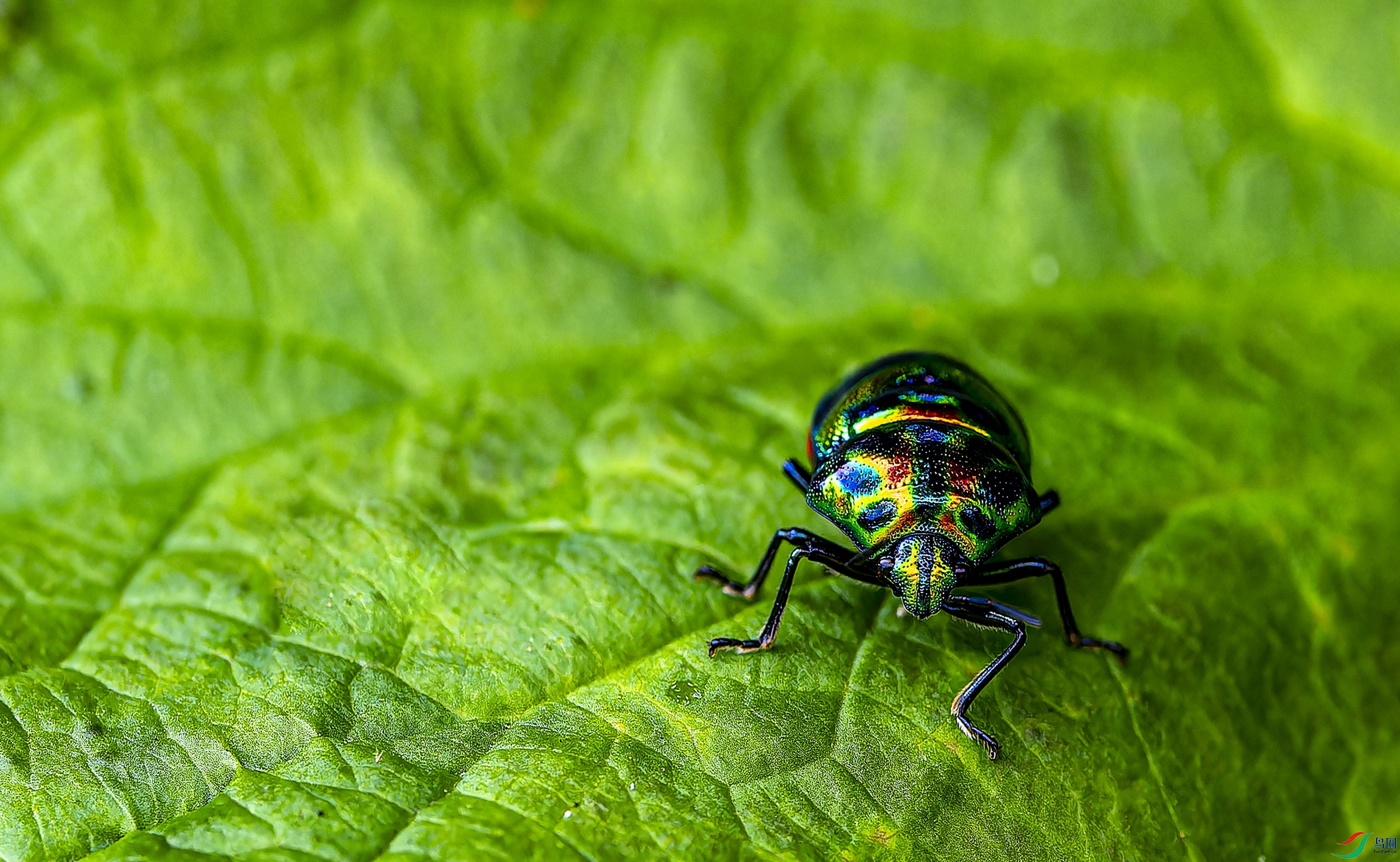 ��ɫ���� (46)-1.jpg