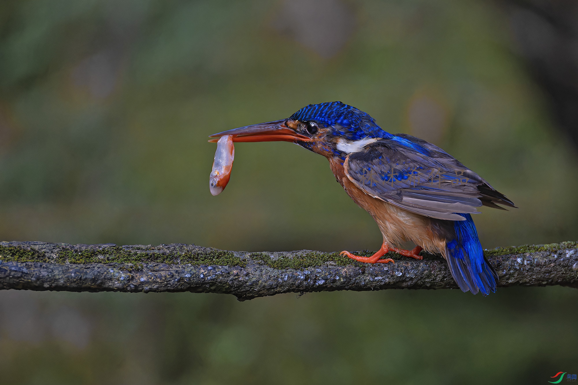 _97A2688-CR3 copy.jpg