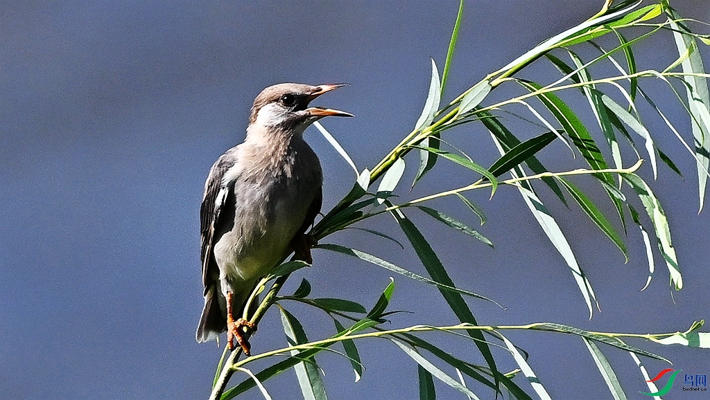 DSC_6957.JPG