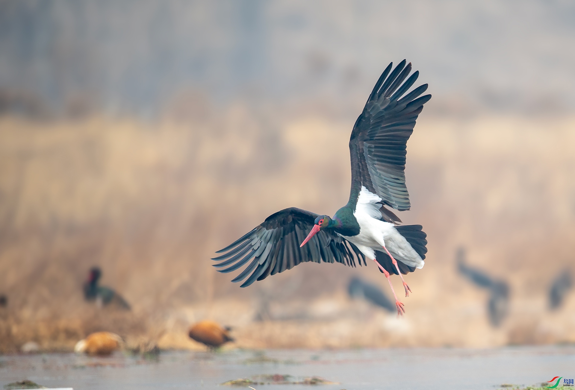 DSC_9140-1.jpg