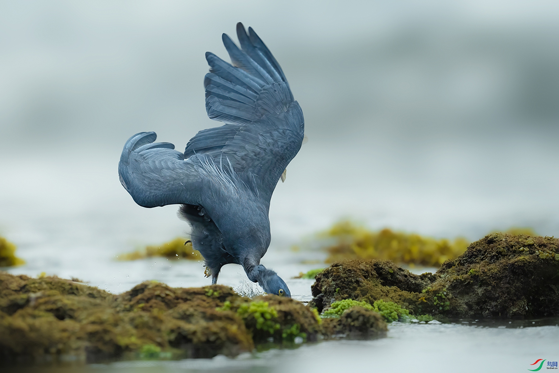 DSC08270 ����.jpg