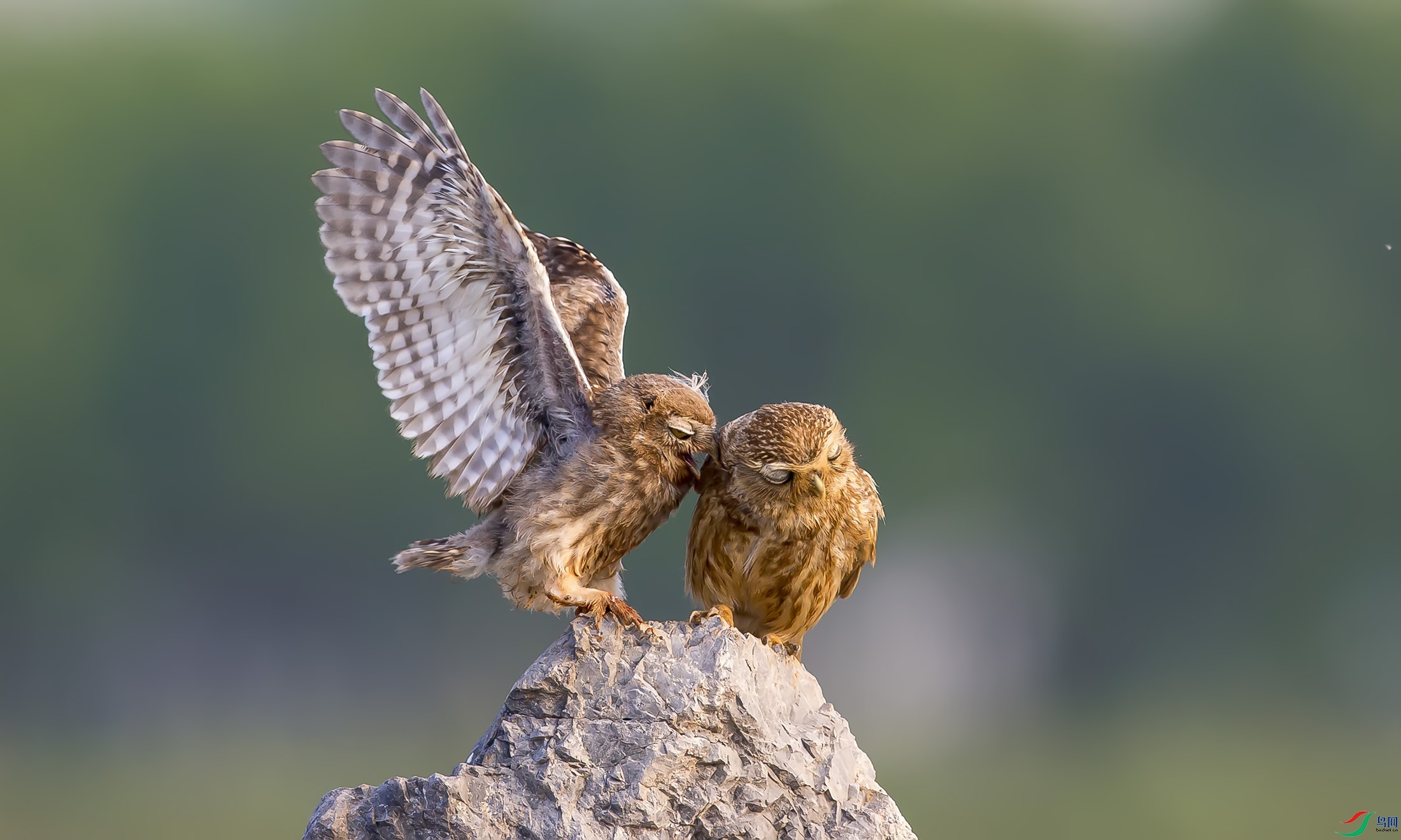 ���Ƹ�С�^