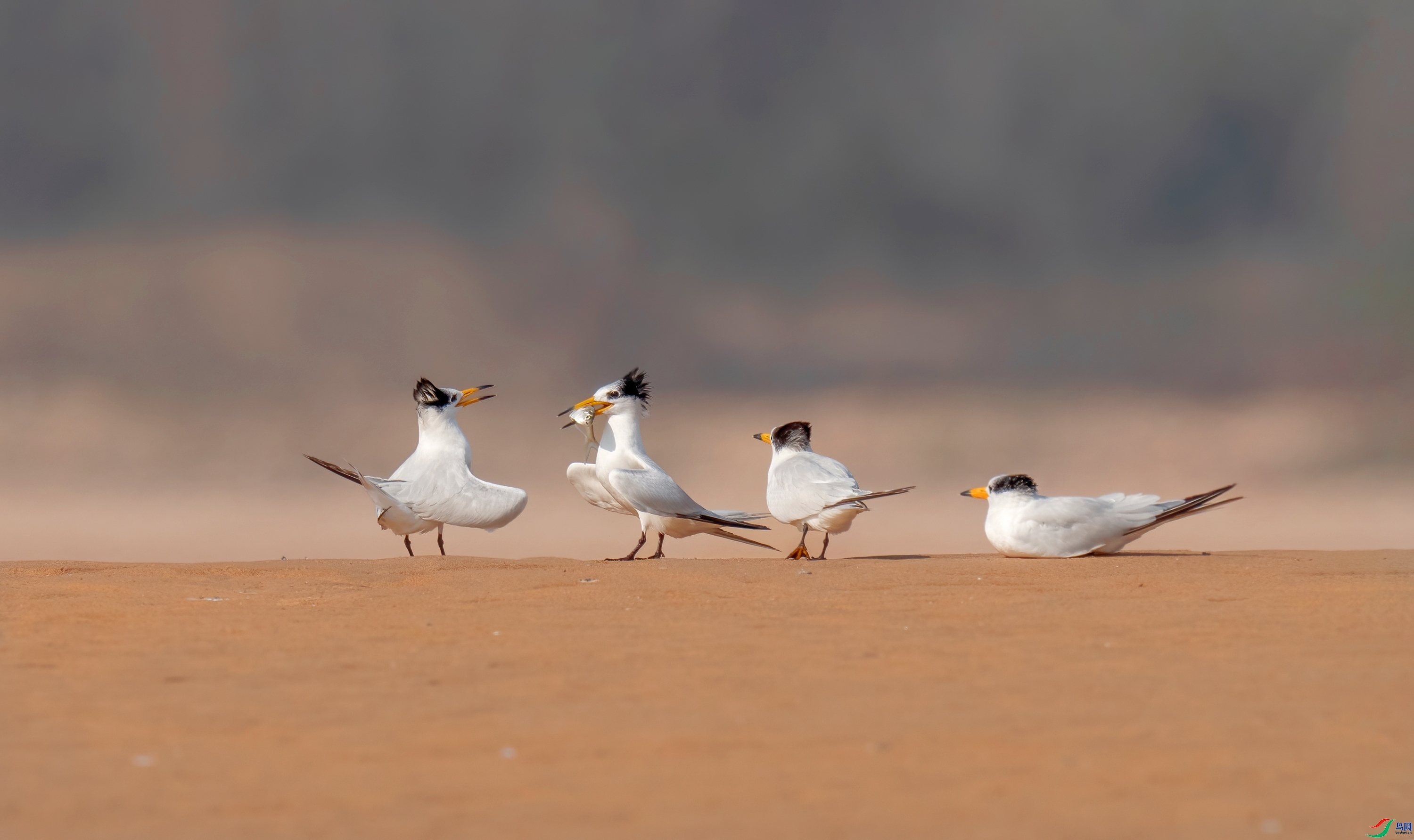 ÿ�ռ��� �л���ͷ��Ÿ ���� ���� ����.jpg