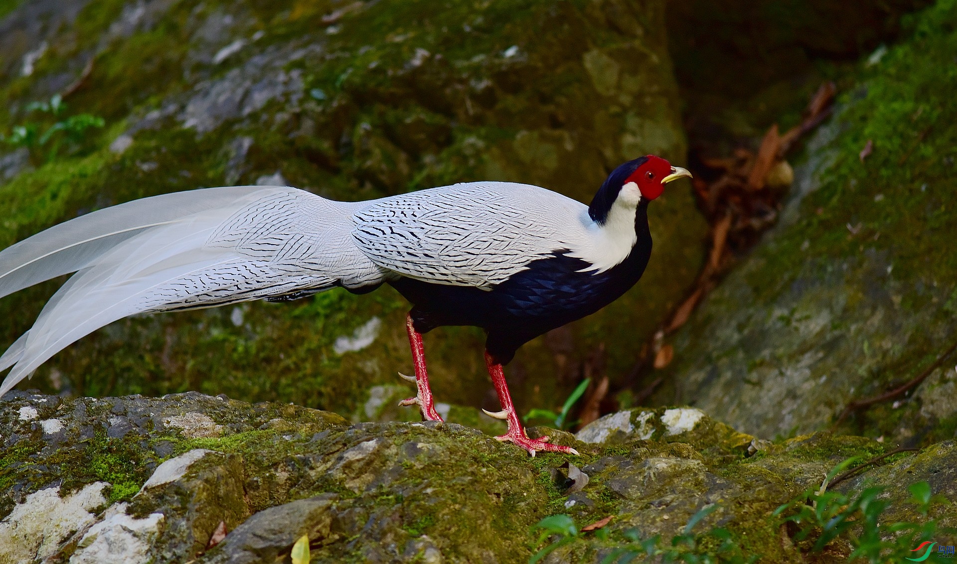 D8I_9618.jpg