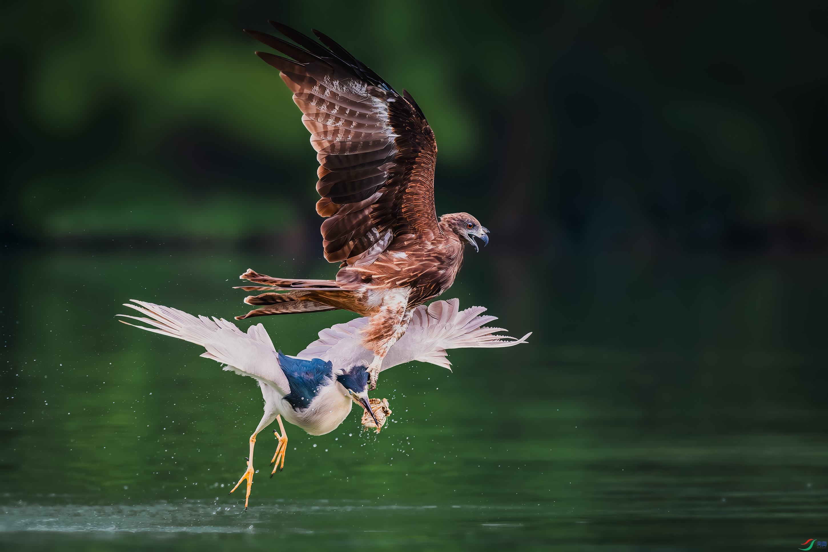 DSC_8188-����ǿ-NR ����.jpg