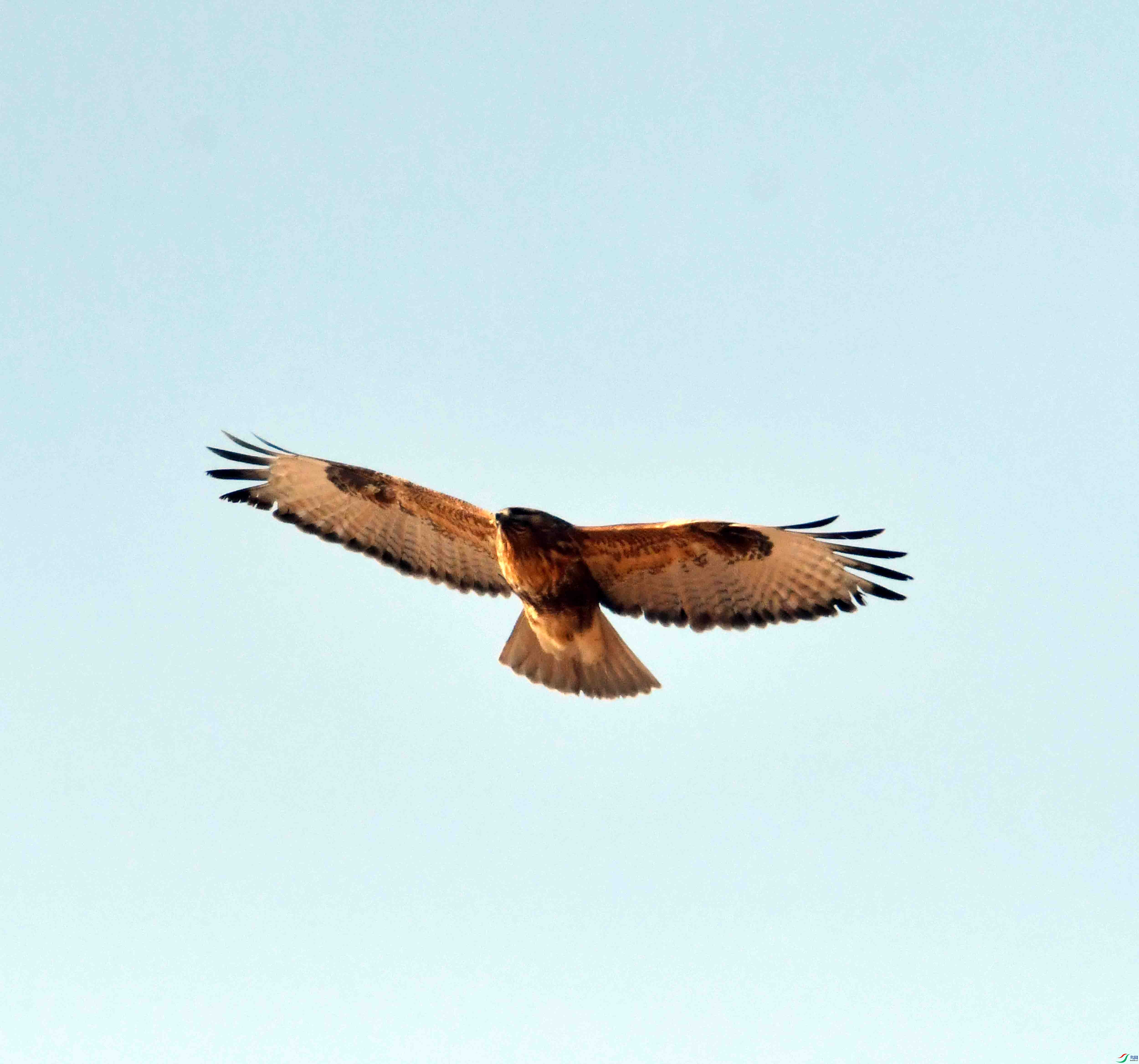 DSC_3155.JPG