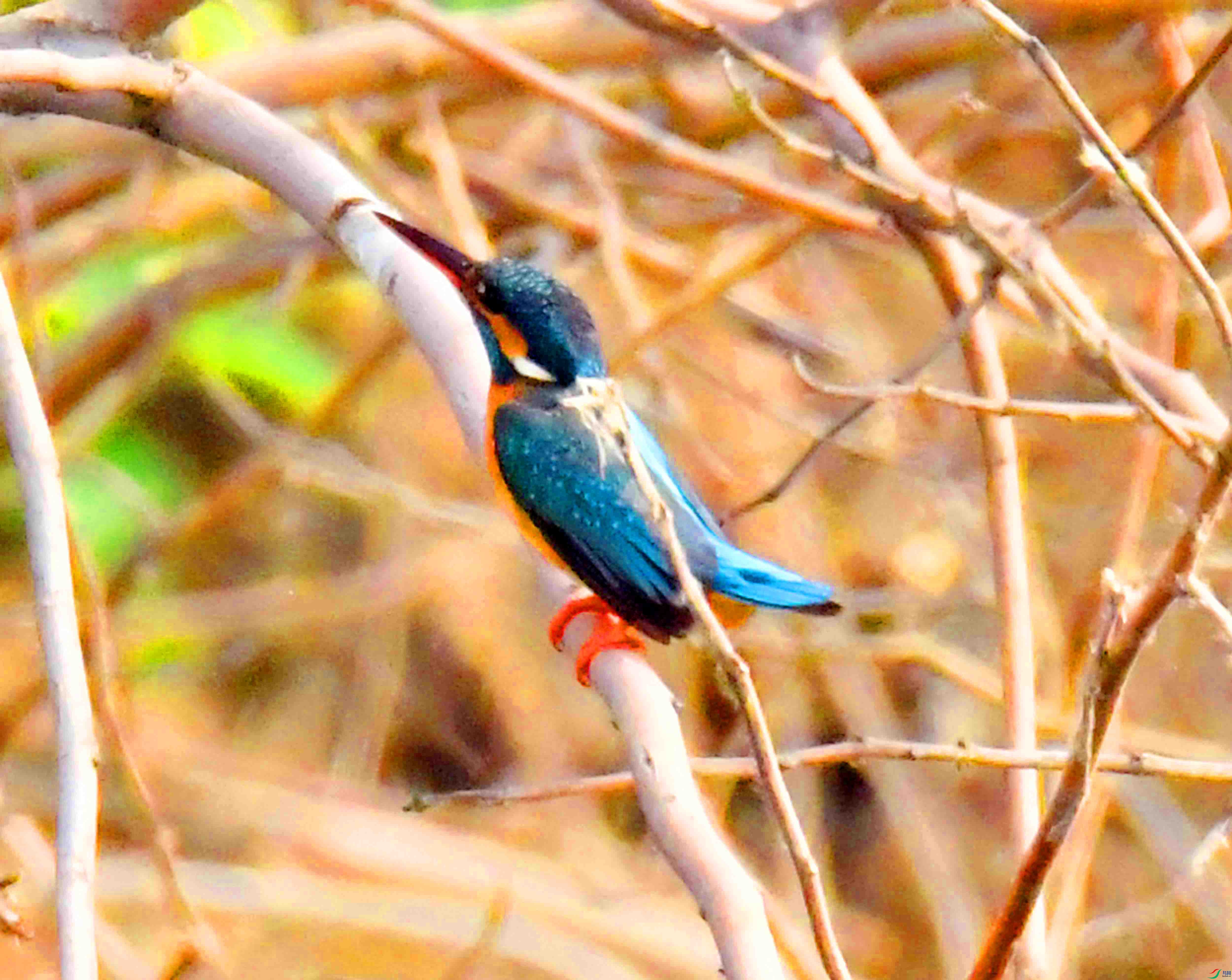 DSC_0646.JPG