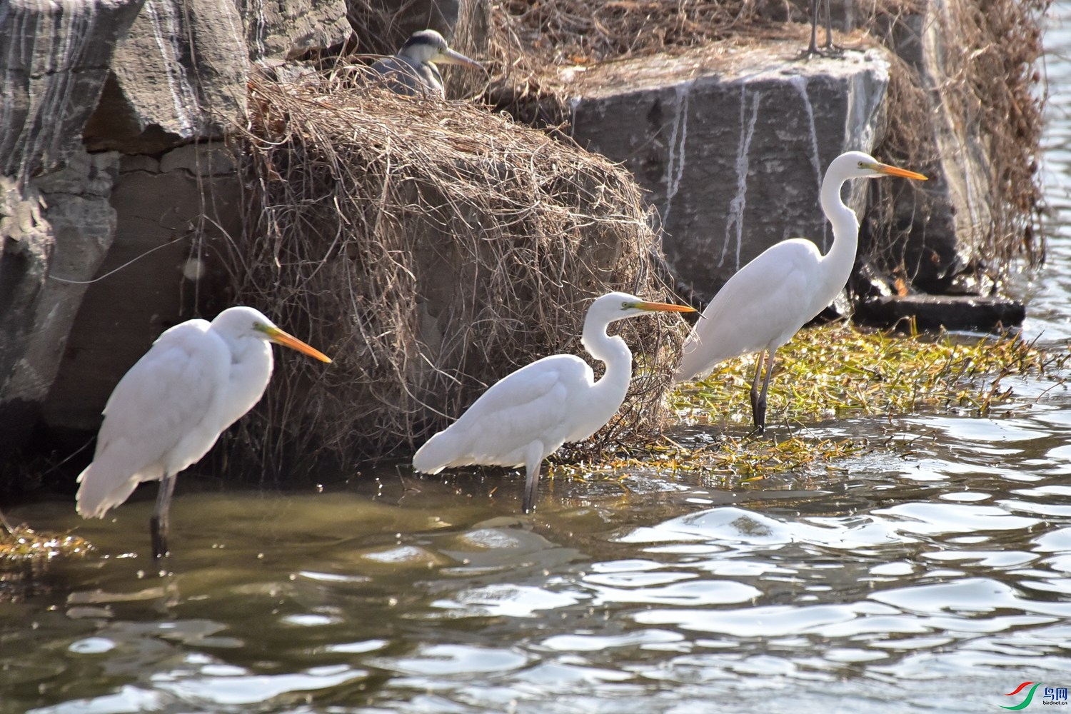 DSC_6028.JPG