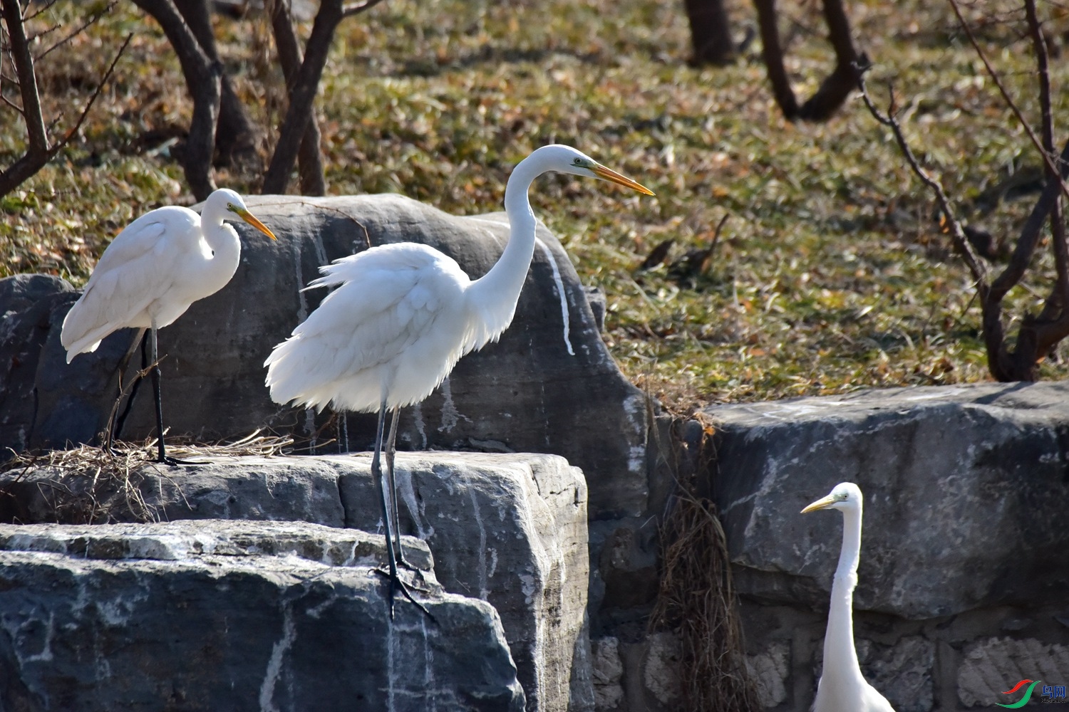 DSC_5965.JPG