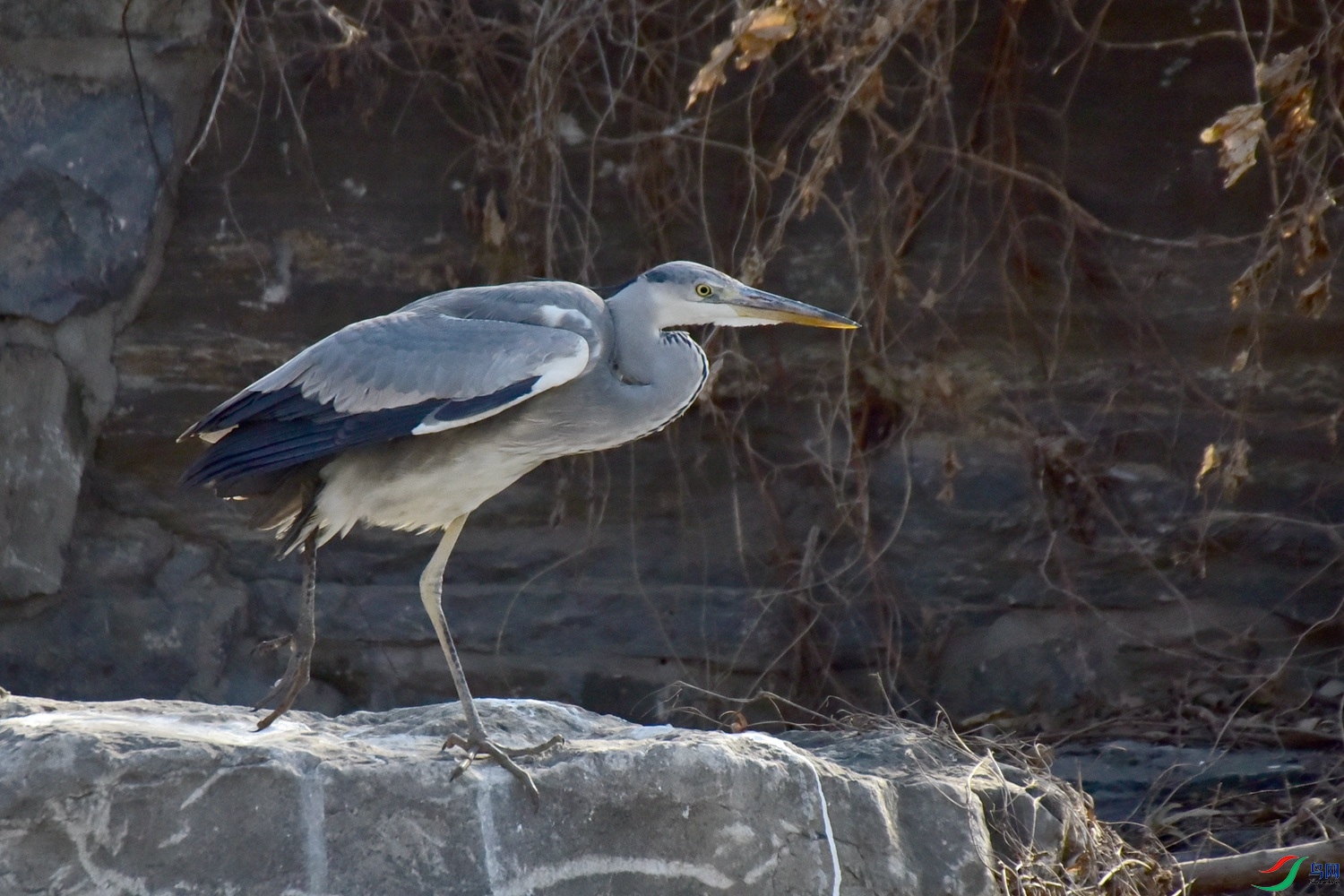 DSC_6236.JPG
