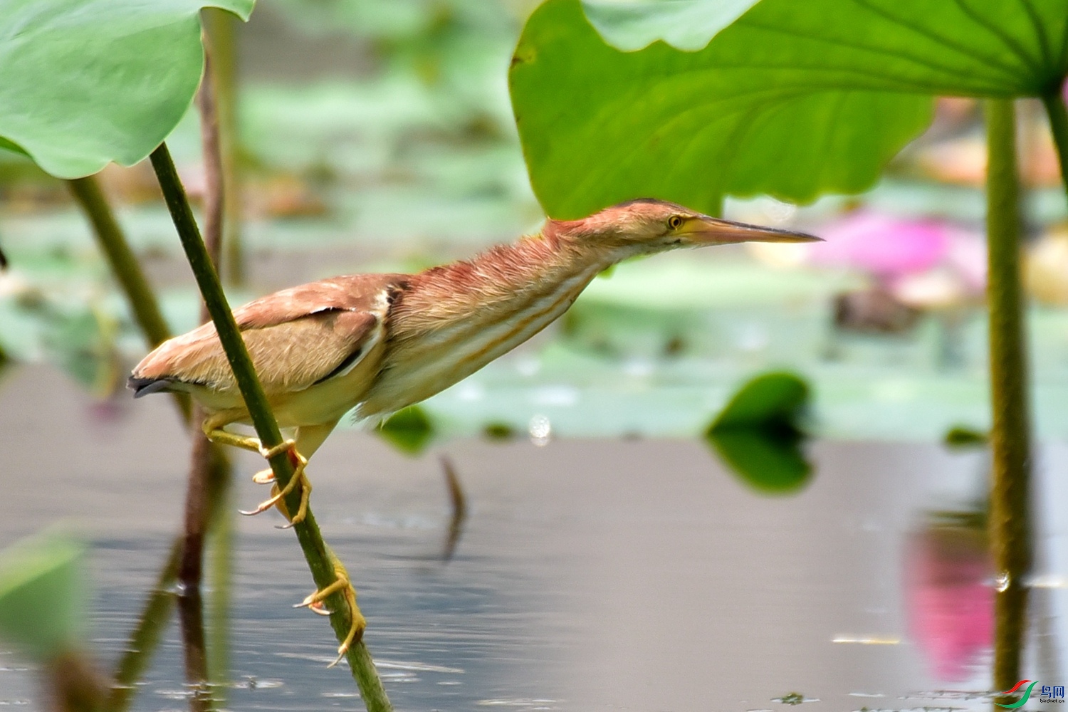 DSC_7687.JPG