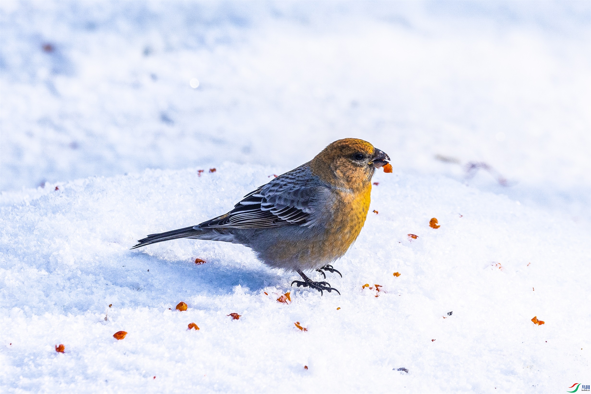 1K3A7129 ����1.jpg