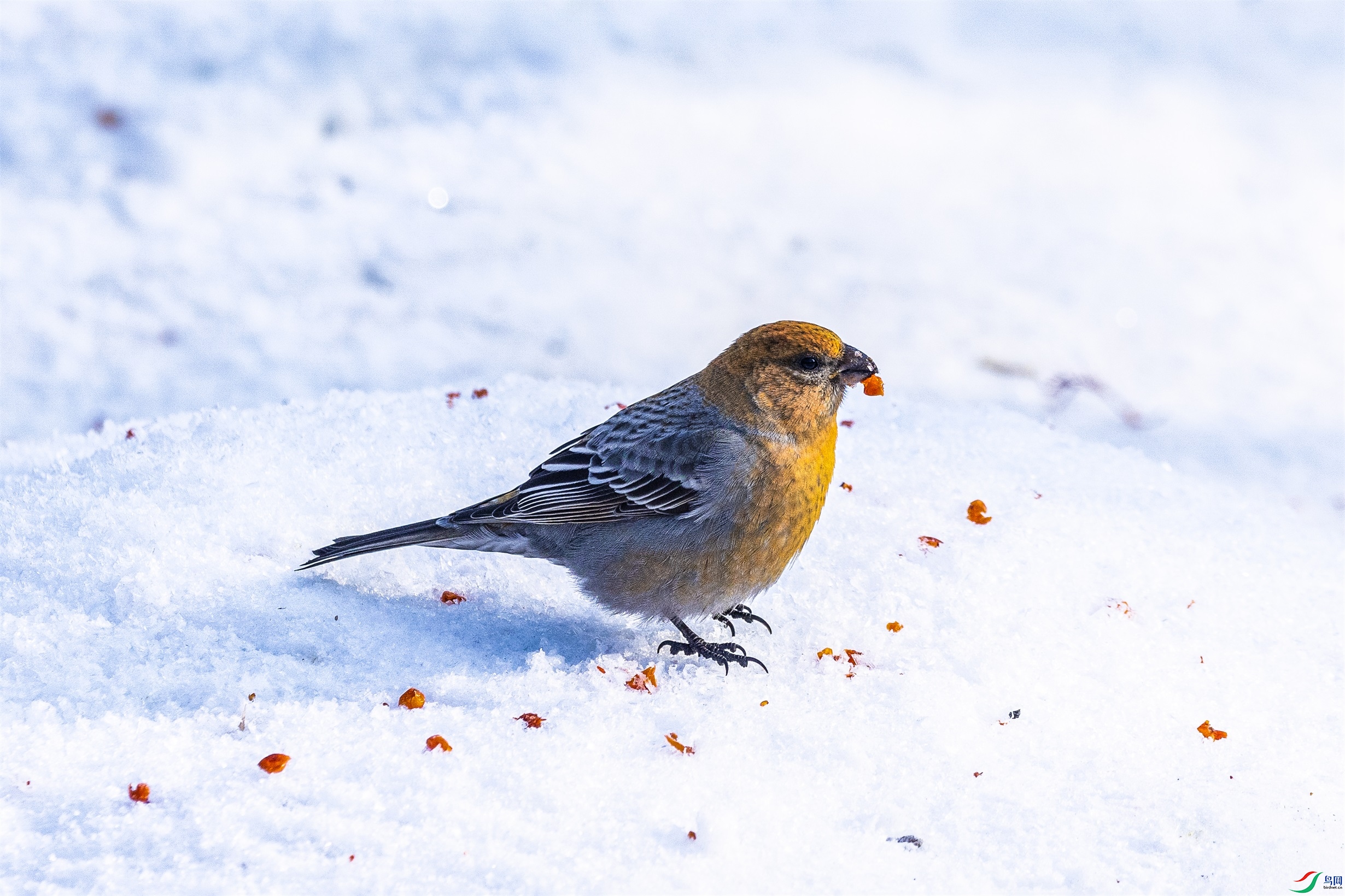 1K3A7130 ����1.jpg