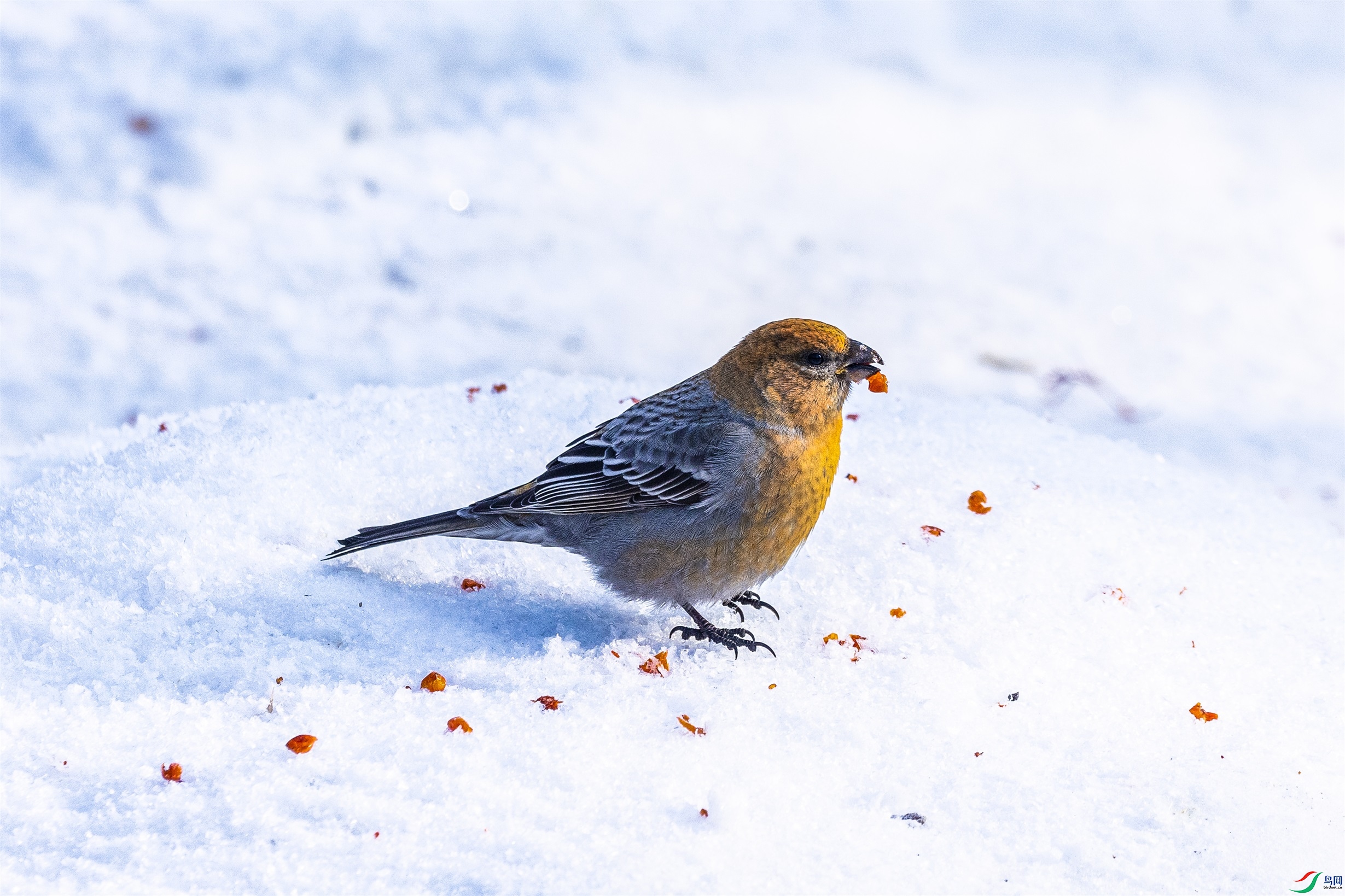 1K3A7132 ����1.jpg