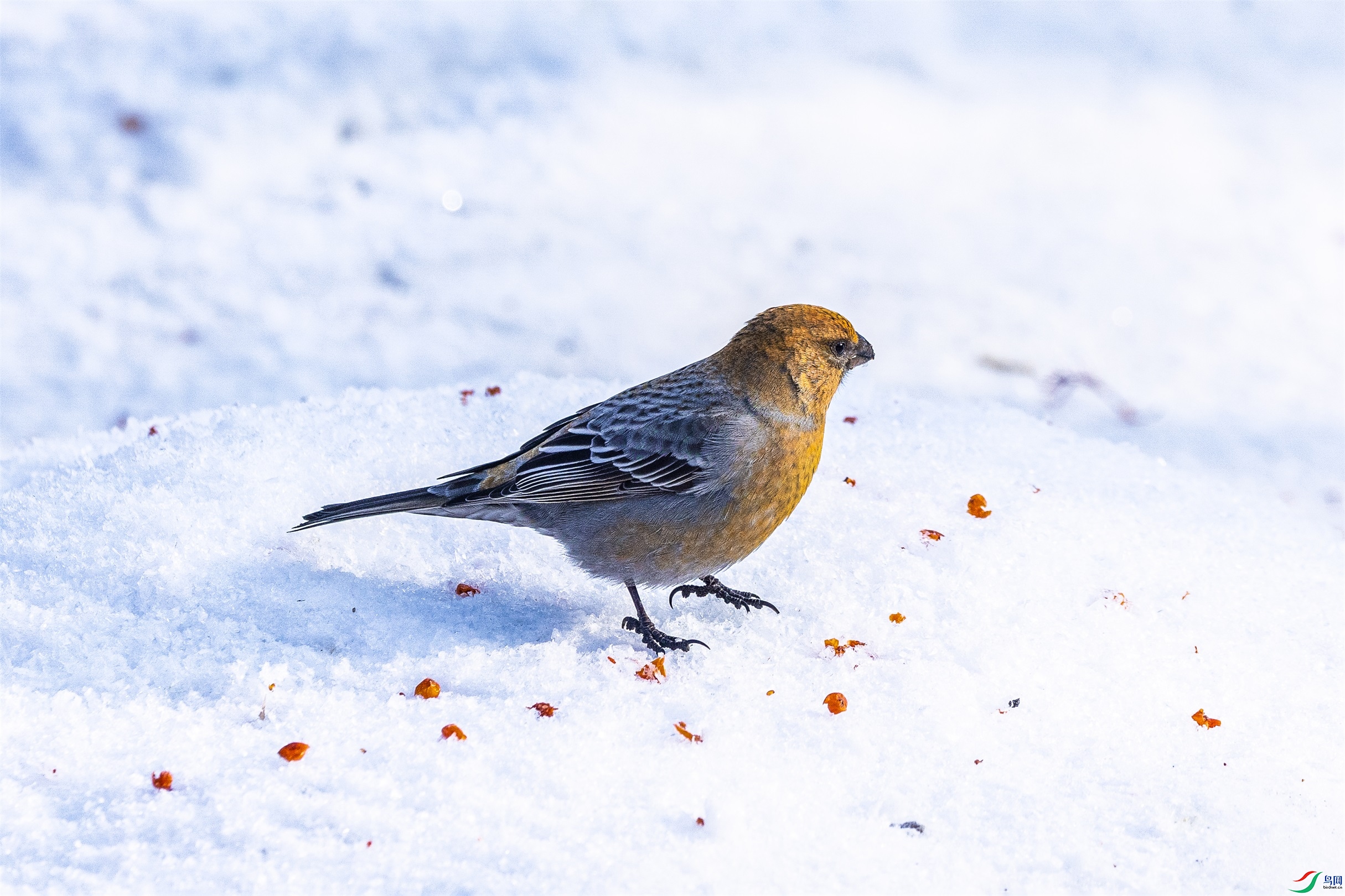 1K3A7135 ����1.jpg