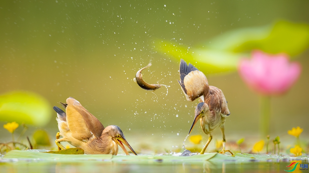 ������������ �����أ�������С��.jpg