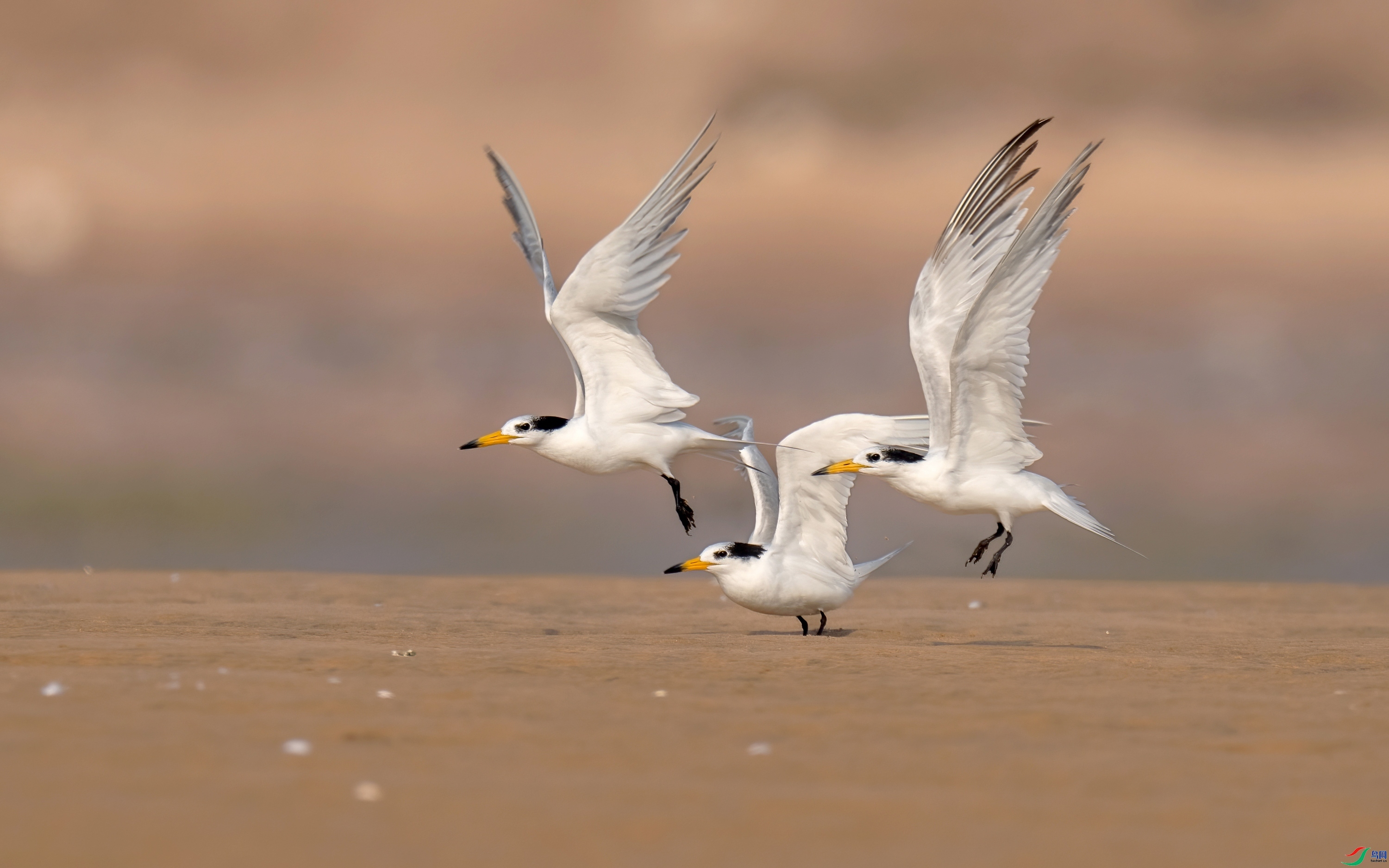 �������л���ͷ��Ÿ������ ���� �ܶ�.jpg