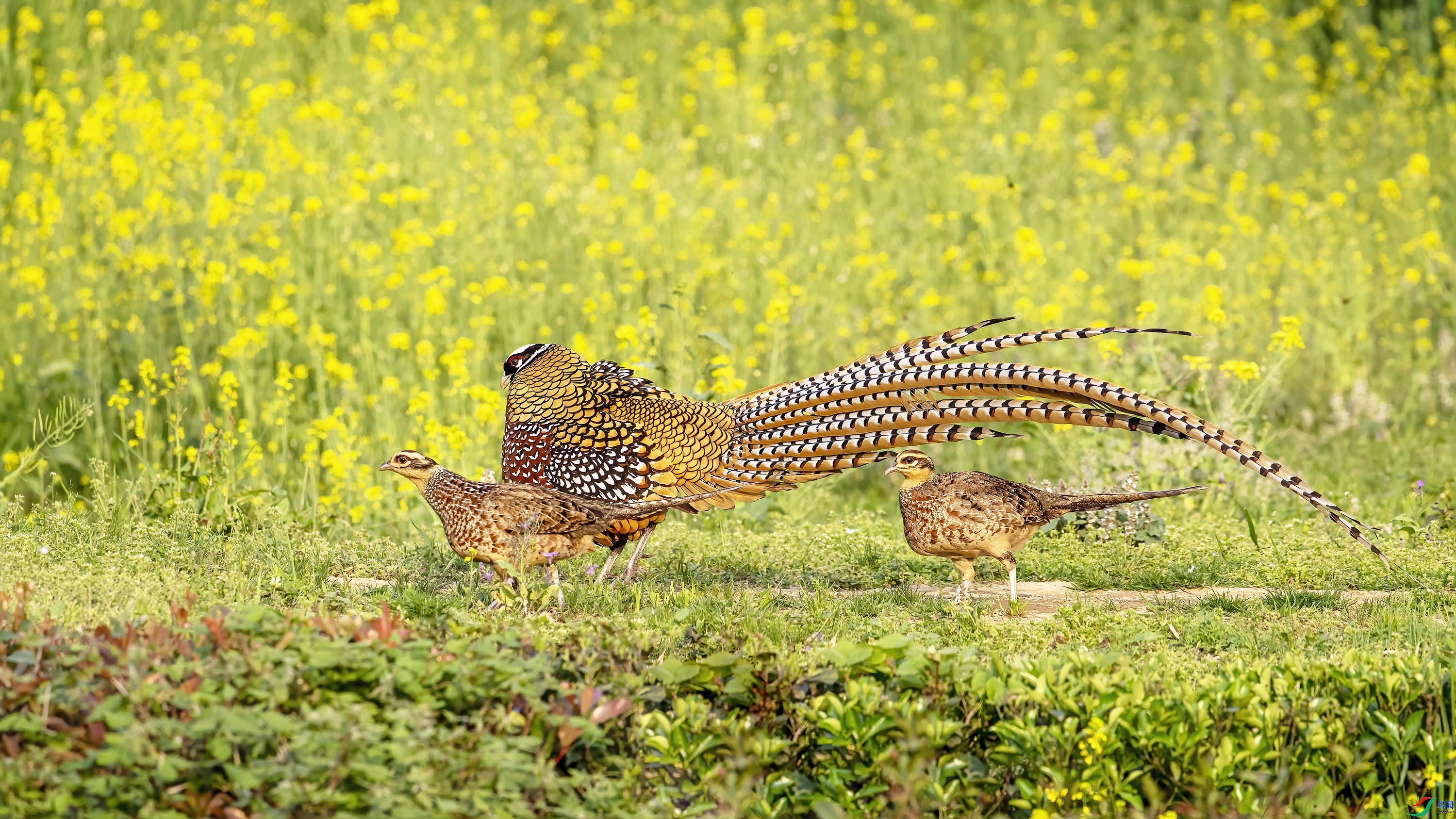 �׹ڳ�β��  ���� wh�ϳ� ����.jpg