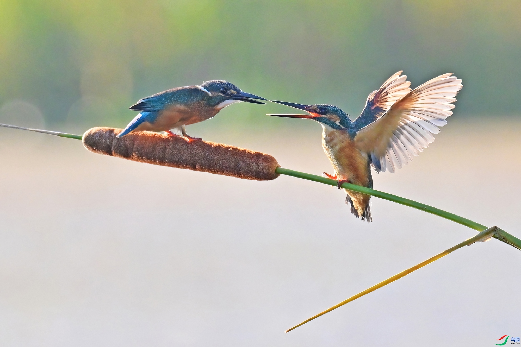 �峿�ʺ�  ���� 0451x ����.jpg