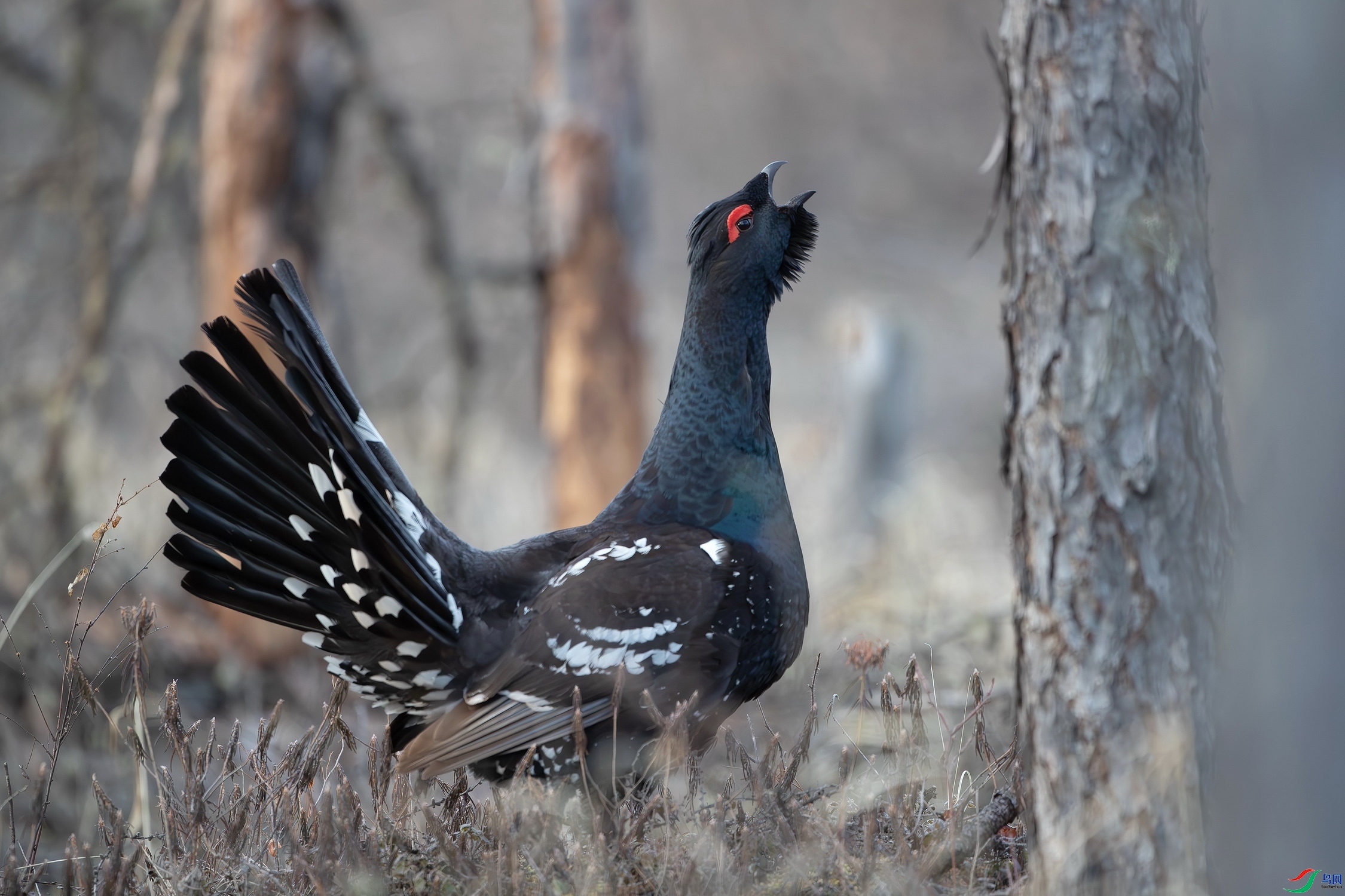 �����ɼ�  ���� ��ʯ����.jpg