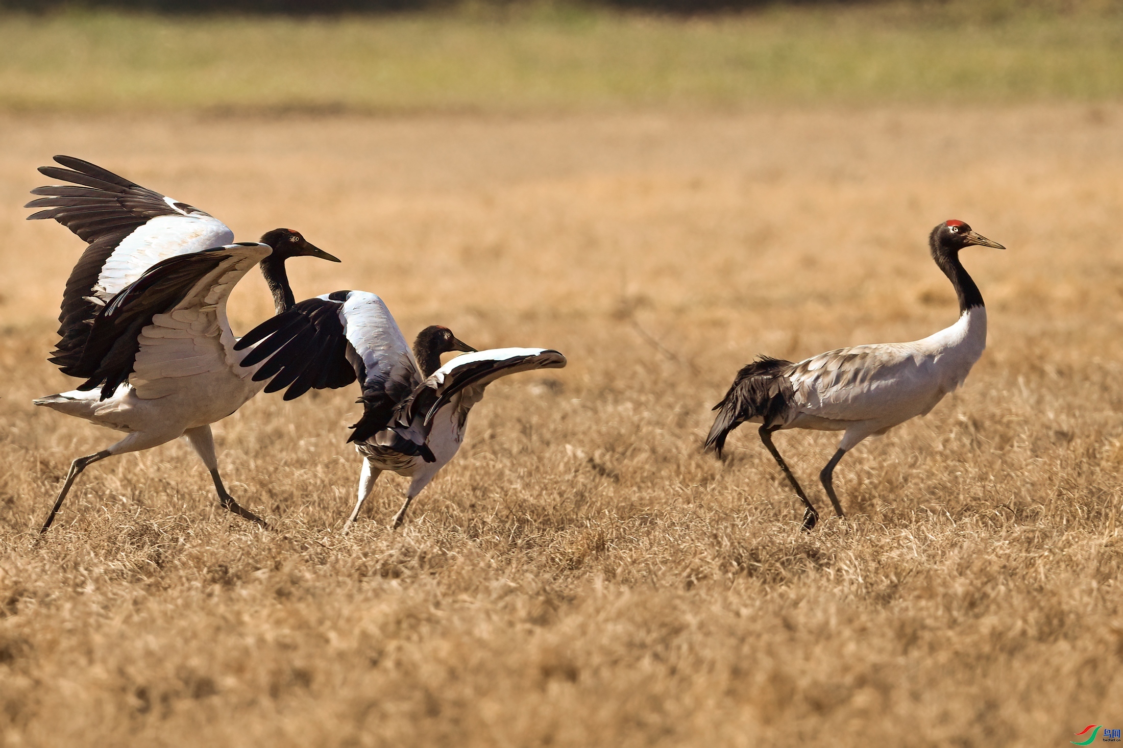 �ݺ�����  ���� �չ�����-����  ����.jpg